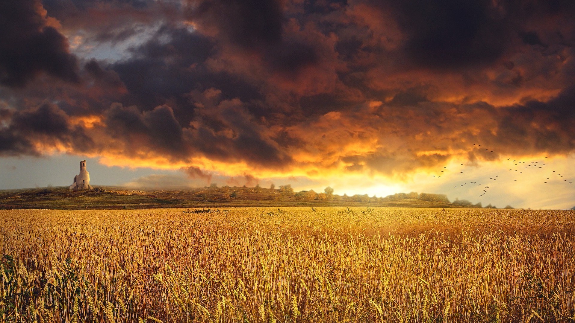 sonnenuntergang und dämmerung weizen getreide sonnenuntergang mais des ländlichen dämmerung weide landwirtschaft ernte sonne bebautes land himmel landschaft feld im freien natur brot landschaft ackerland