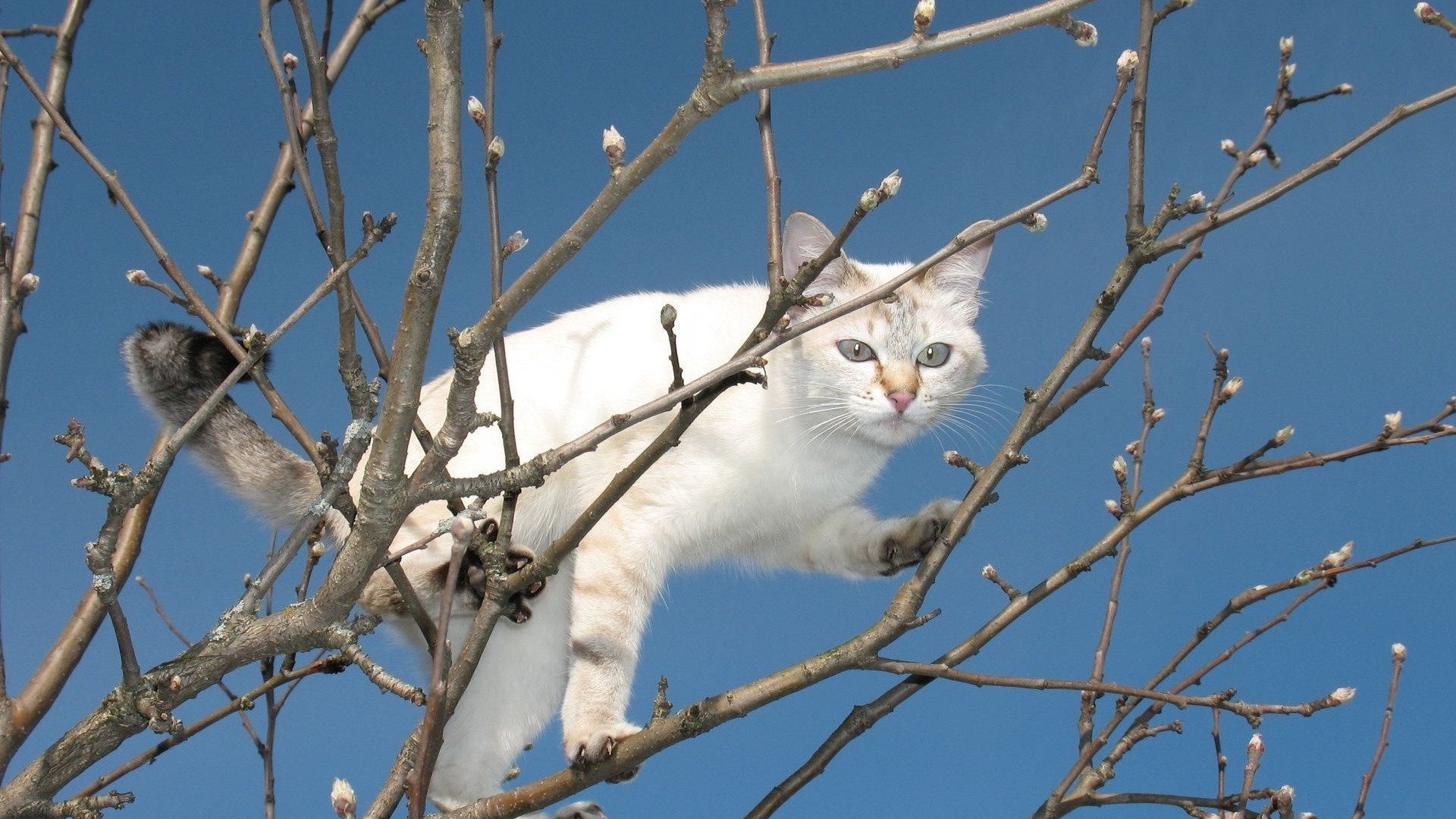 chats nature animal hiver portrait chat oiseau la faune à l extérieur arbre mignon unique neige peu