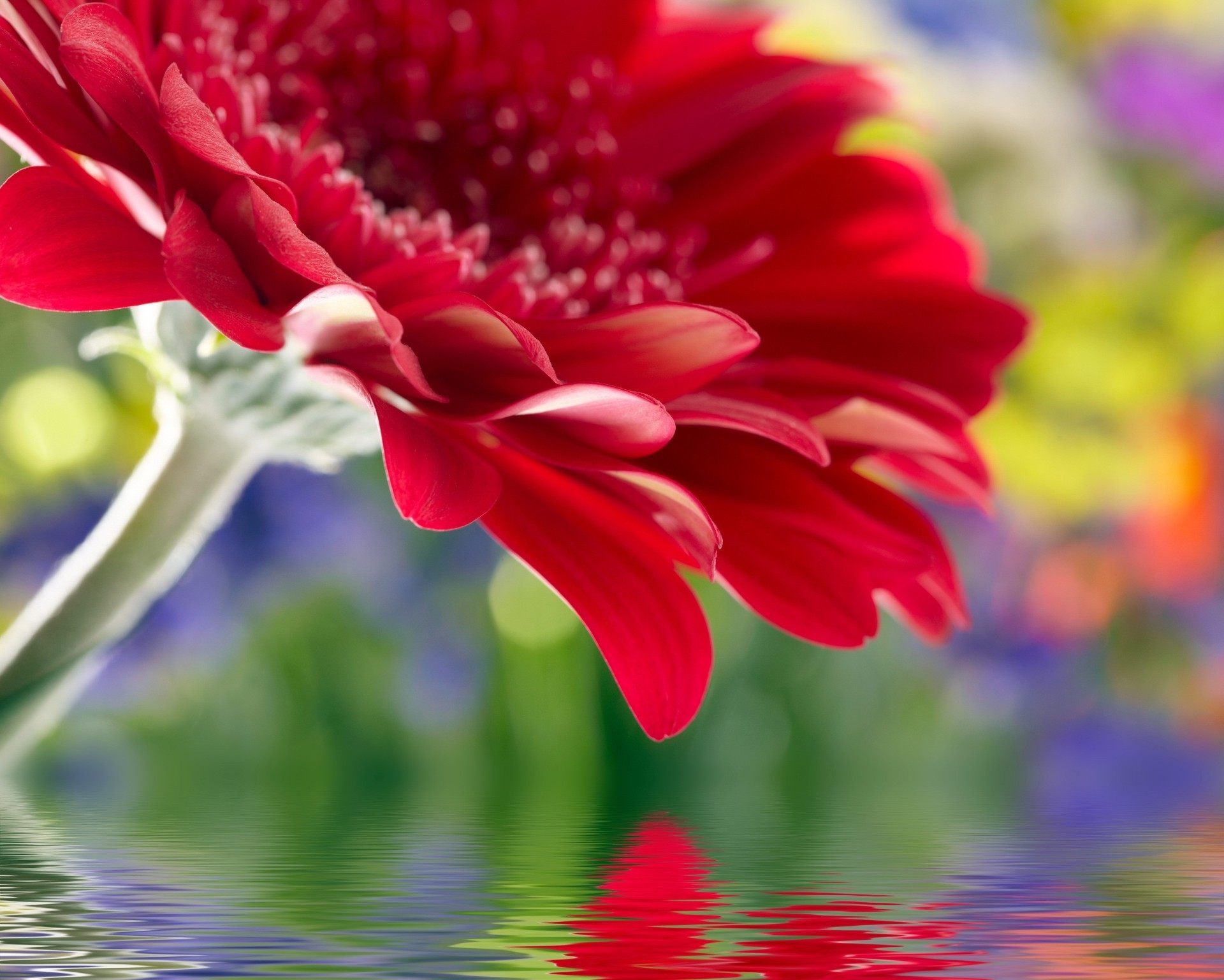 flowers nature flower flora summer garden color bright petal blooming floral beautiful growth love leaf field close-up season gift