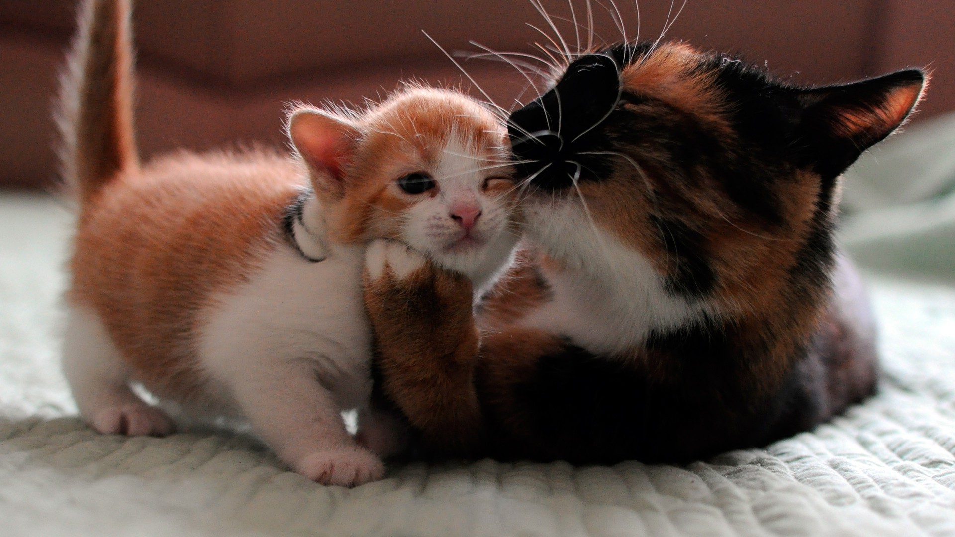 gatos gato mamífero fofa animal de estimação gatinho animal retrato bebê solteiro pele pequeno olho