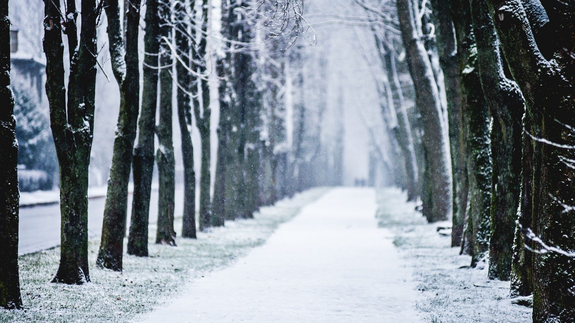 hiver neige bois gel froid bois congelé glace saison paysage météo pin branche scénique guide nature brouillard tempête de neige parc