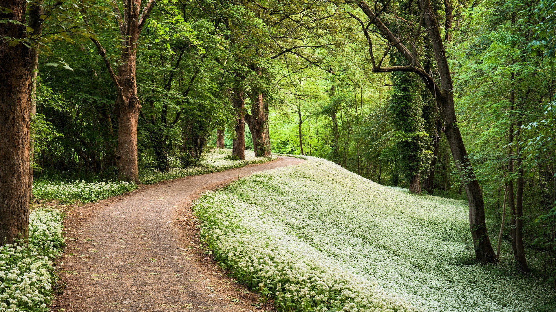 las krajobraz natura droga drewno przewodnik drzewo liść park trawa ścieżka na zewnątrz środowisko bujne wiejskie dobra pogoda