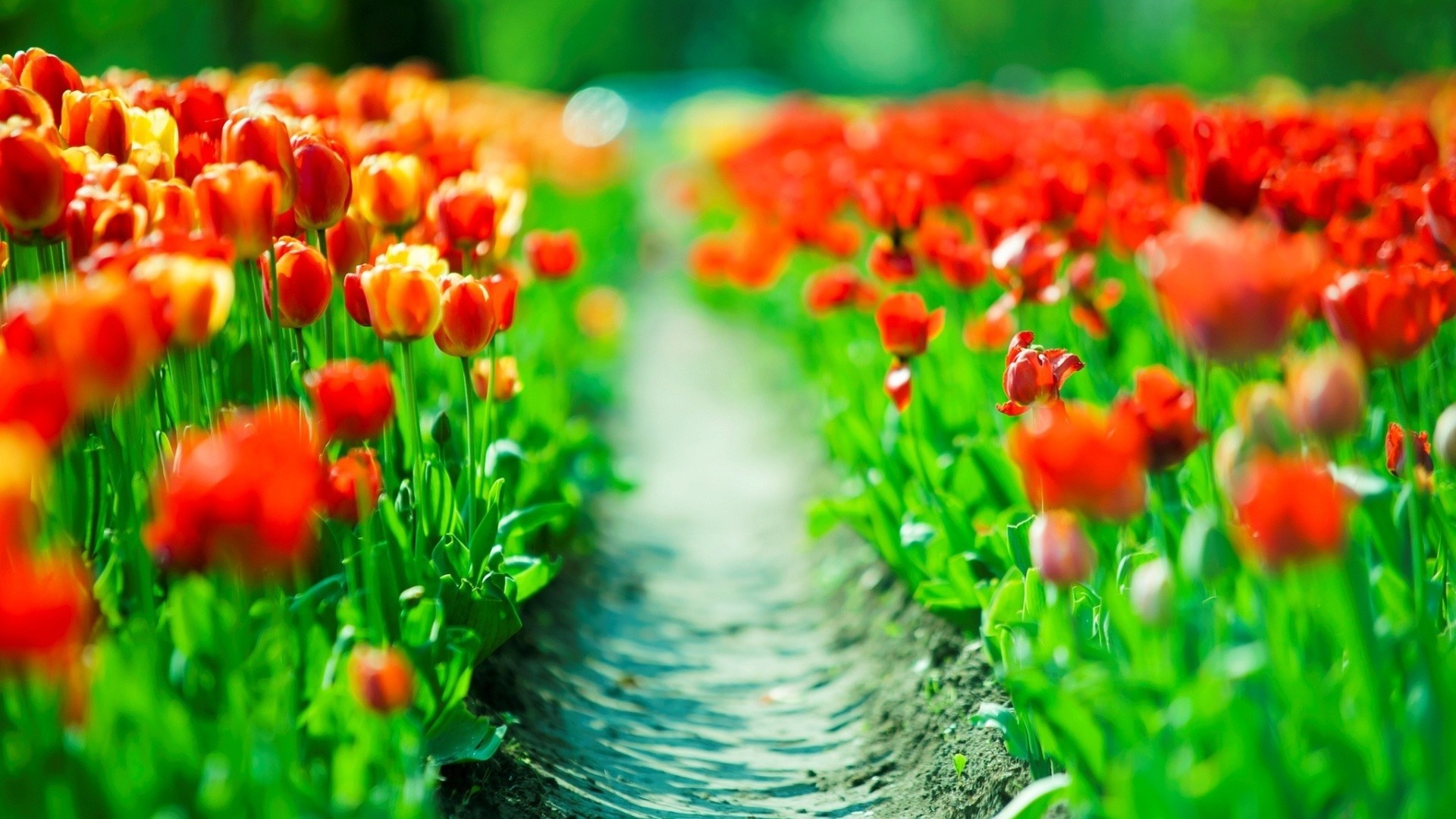 field of flowers nature garden leaf growth grass flora summer flower tulip bright field season color easter hayfield fair weather floral outdoors