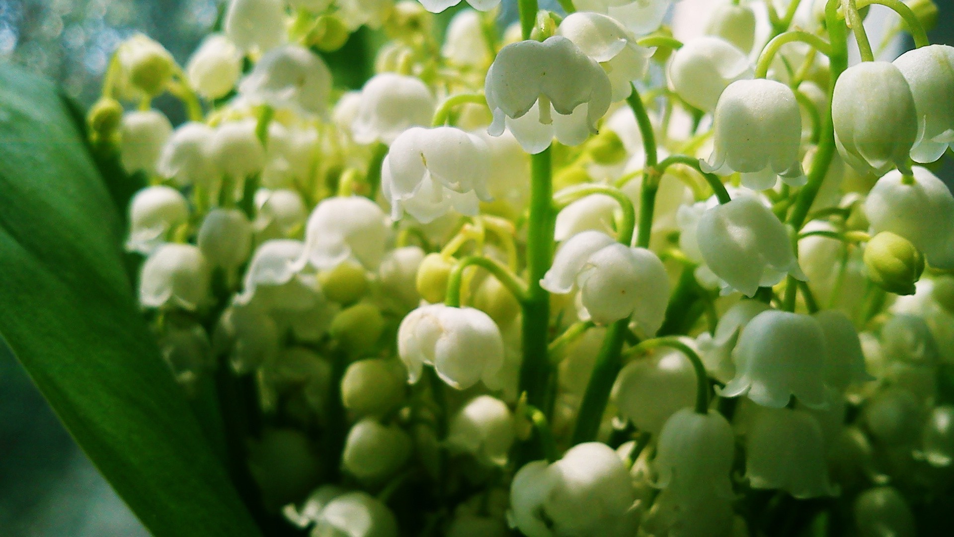 muguet nature flore feuille été saison fleur jardin couleur