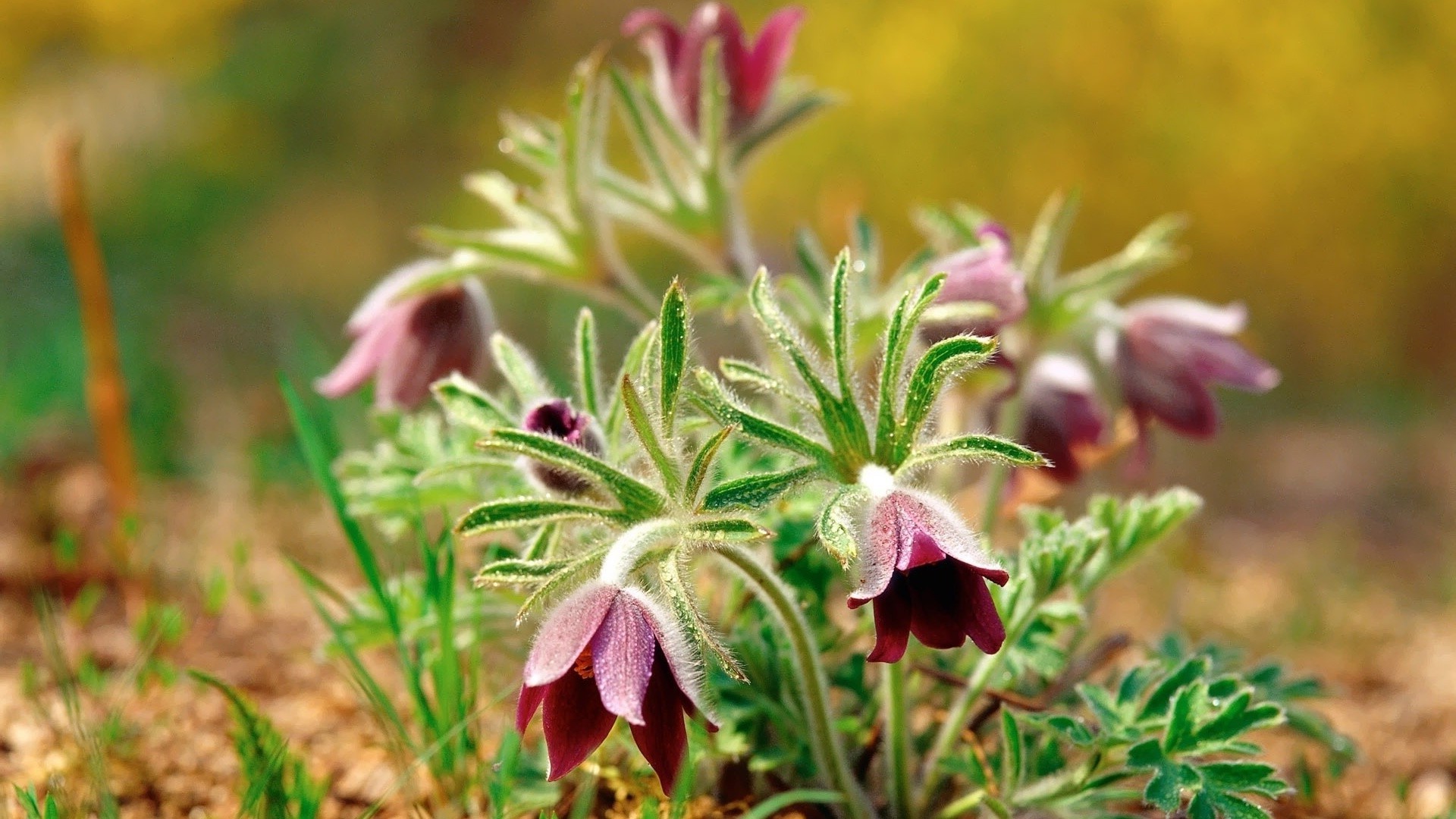 kwiaty natura flora kwiat liść na zewnątrz ogród lato zbliżenie dziki trawa kwiatowy pole bluming dobra pogoda wzrost kolor środowisko sianokosy piękne