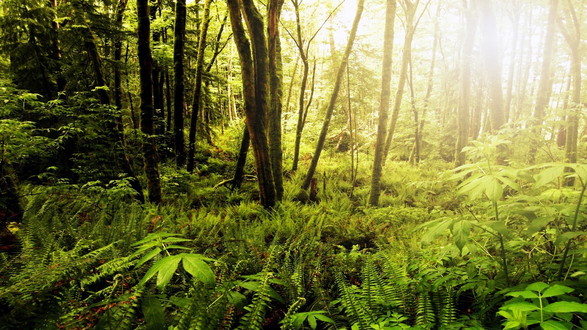 wald holz natur blatt baum landschaft üppig dämmerung park fern umwelt im freien gutes wetter sonne aufstieg regenwald wild landschaftlich flora herbst