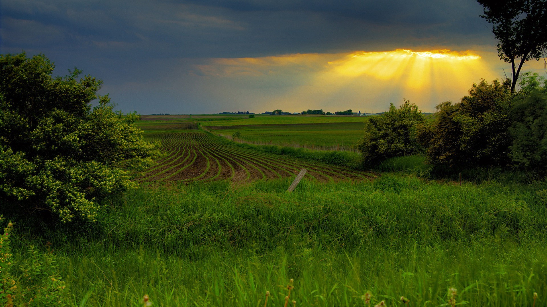 primavera agricultura paisaje tierras cultivadas rural naturaleza campo campo al aire libre arroz granja hierba amanecer crecimiento verano tierras de cultivo cielo árbol pasto cosecha