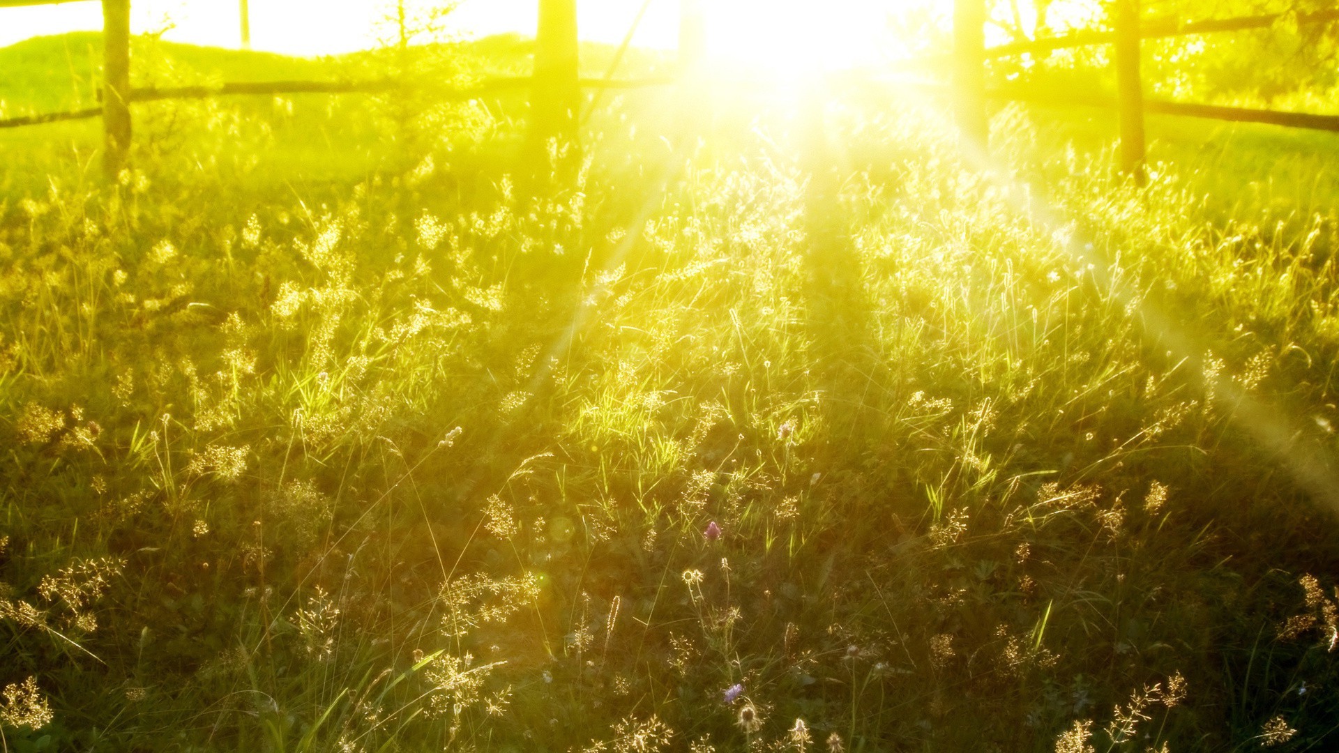 luce del sole e raggi desktop luminoso stagione colore splende oro astratto natura luce decorazione estate inverno