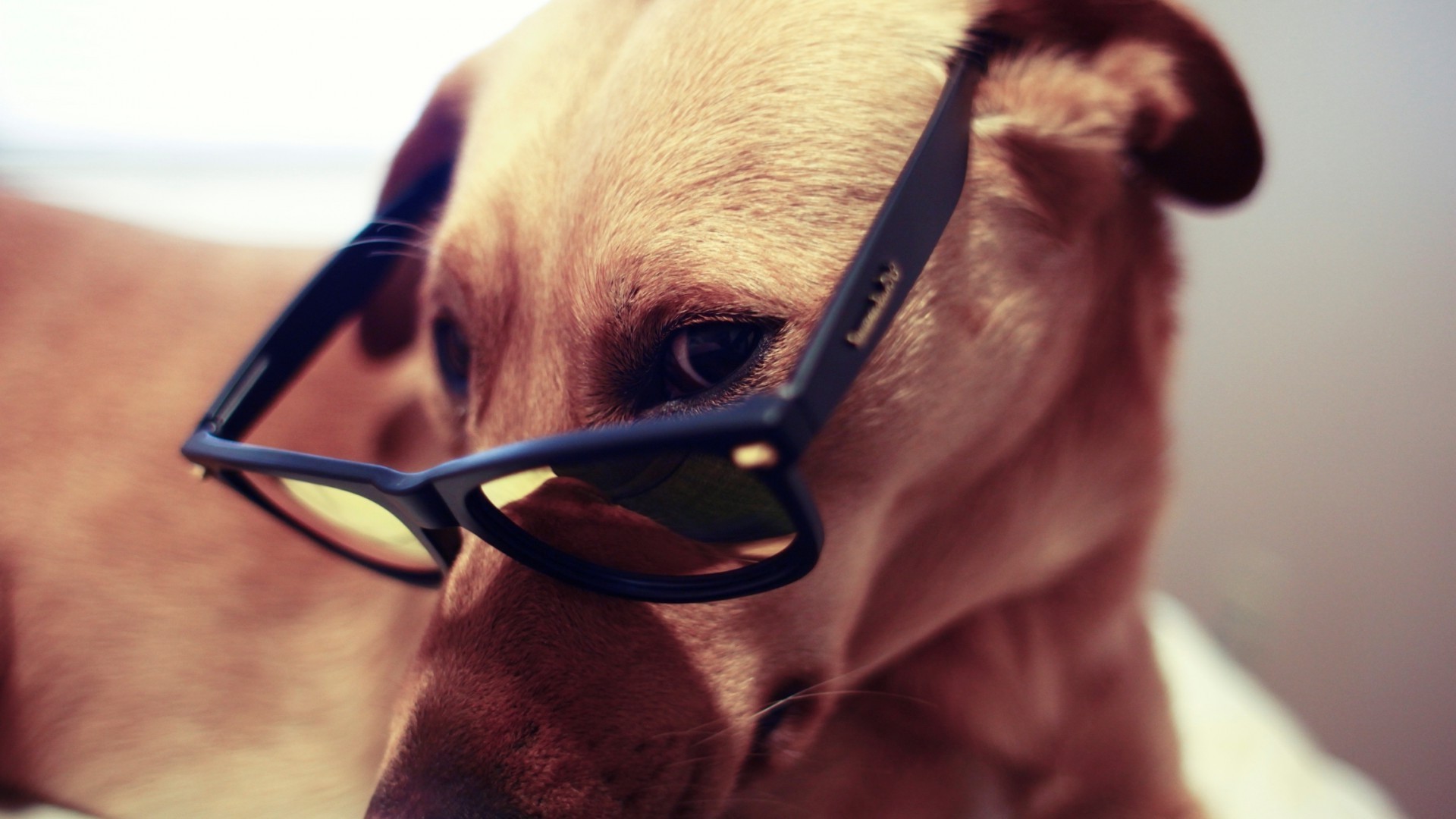 hund porträt ein drinnen niedlich auge erwachsener hund frau mädchen junge mann brille säugetier