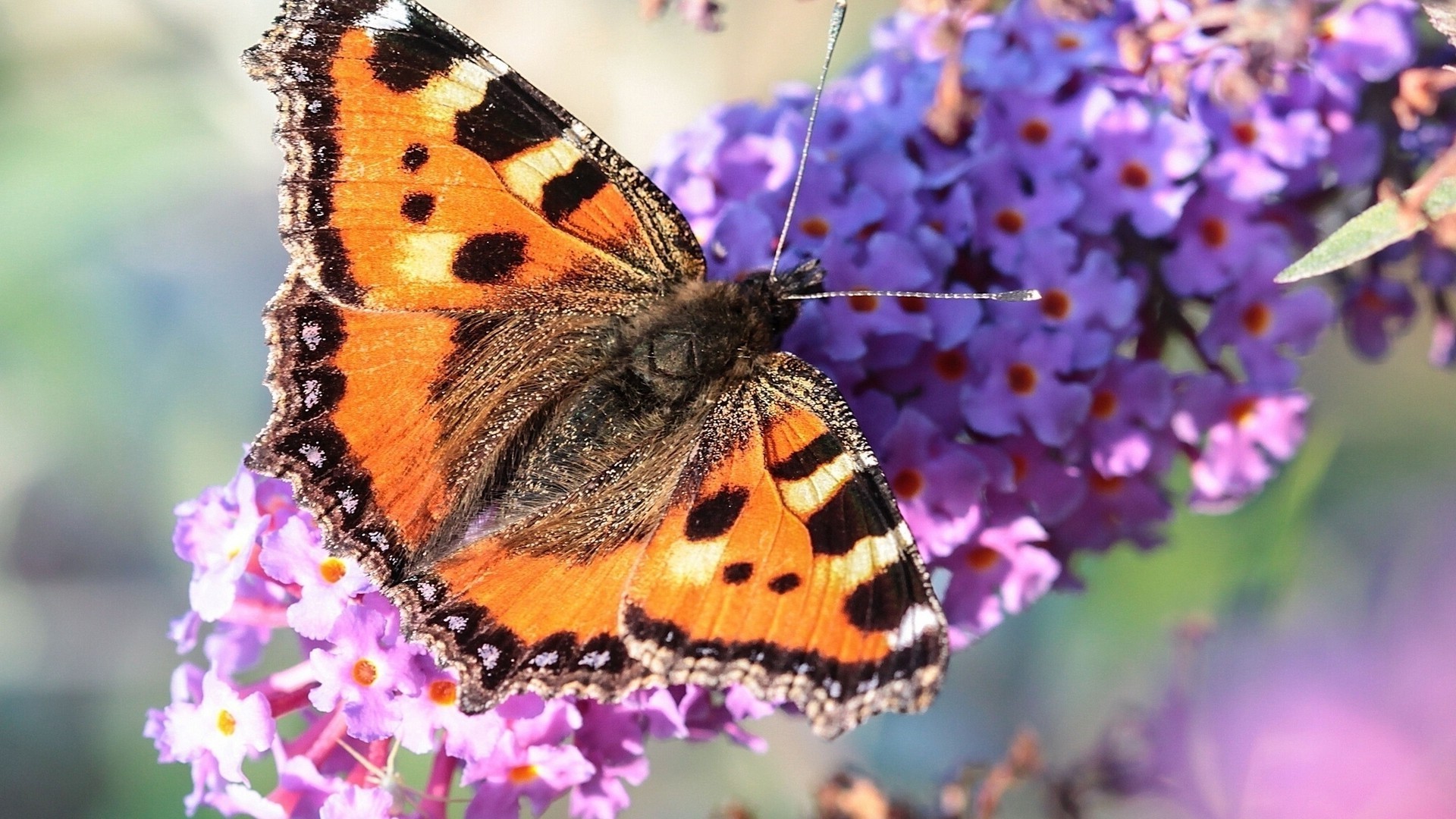 insekten natur schmetterling insekt blume im freien sommer garten flora hell tierwelt