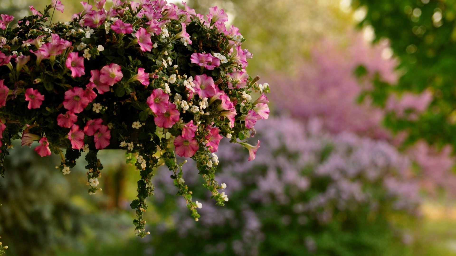 in a vase or pot flower nature flora garden summer leaf blooming growth outdoors floral petal bright shrub tree season color wild branch fair weather