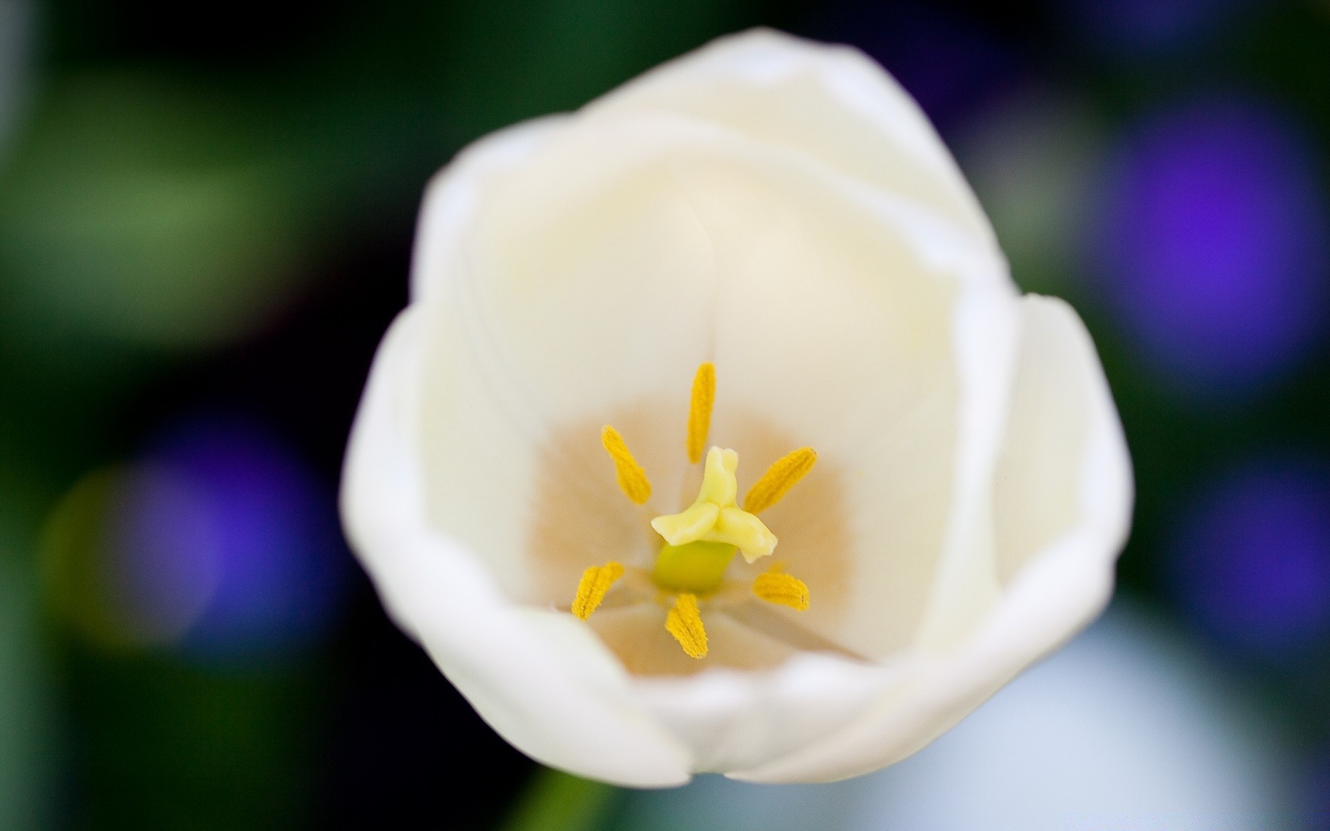 macro flower nature leaf flora summer garden blur growth color bright petal