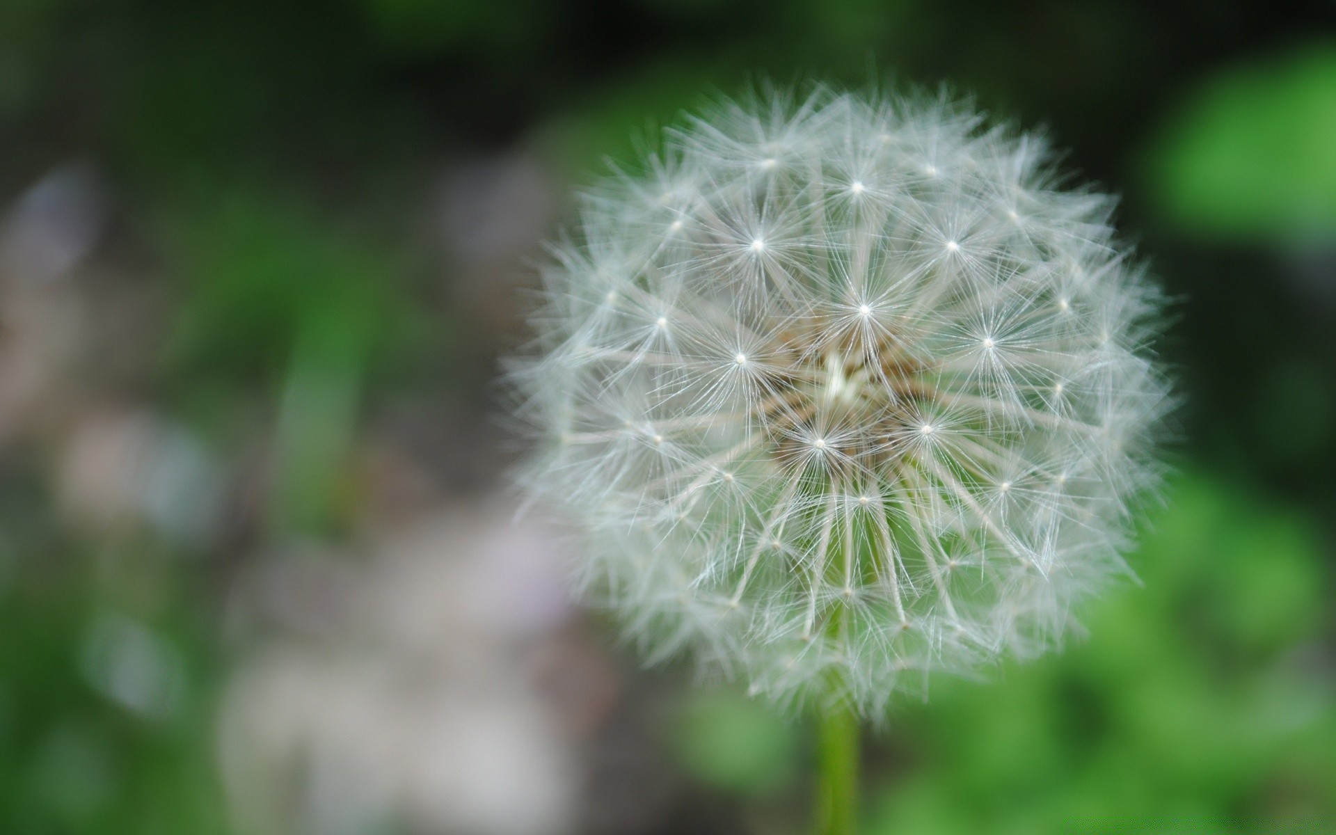 macro dandelion flora nature flower summer growth leaf garden bright seed grass color season outdoors delicate floral