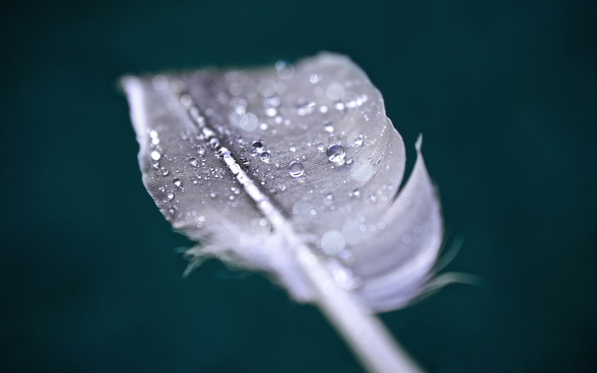 makro wasser tropfen natur regen blatt nass unschärfe kalt desktop eis sauber winter stillleben