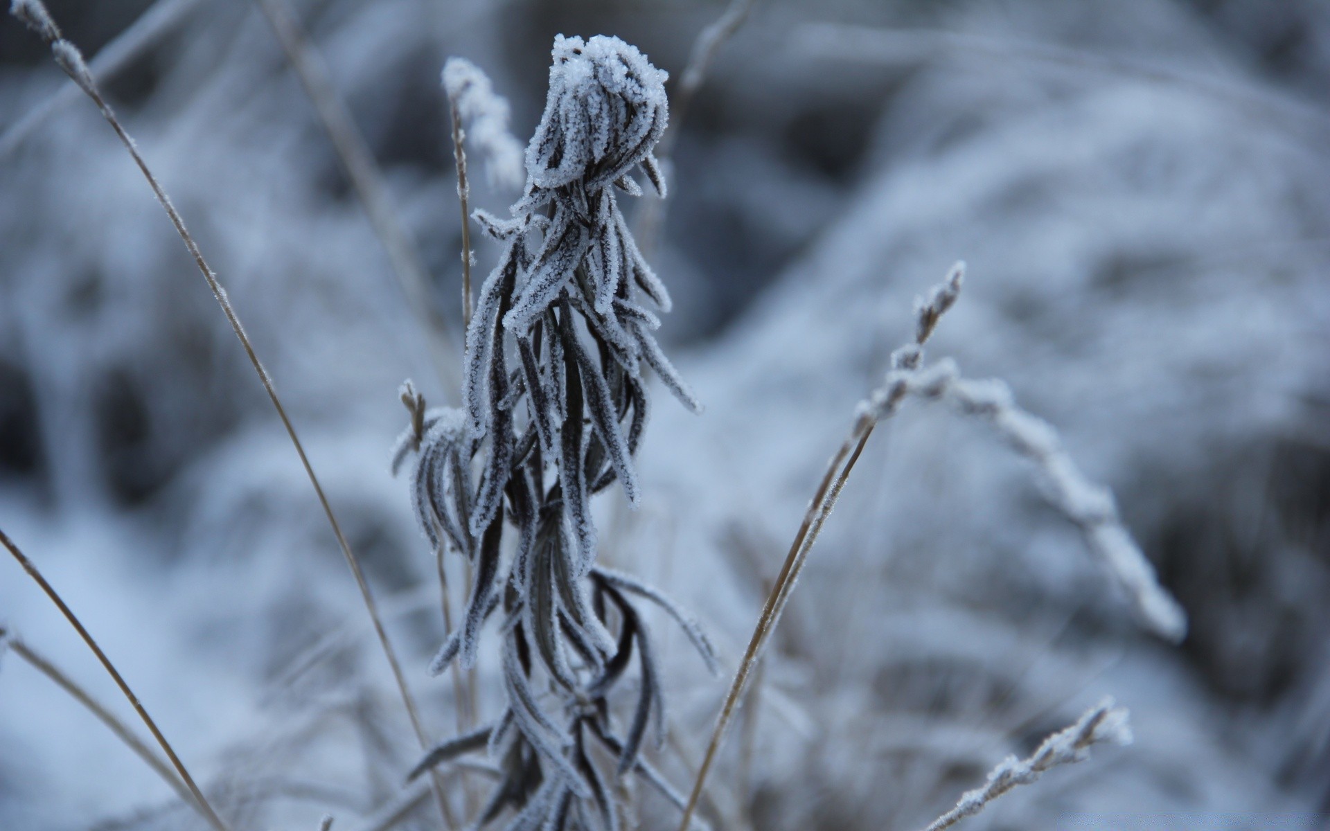 macro gel hiver neige nature congelé froid à l extérieur saison arbre glace flore gros plan bois automne météo