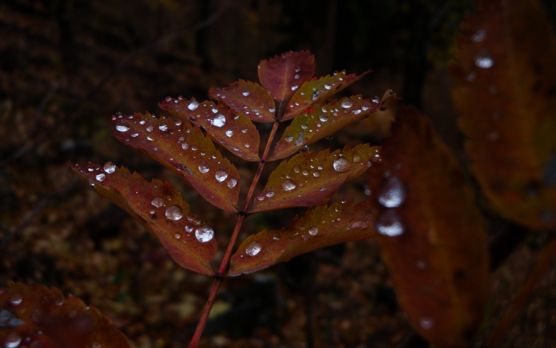 fotografia macro folha outono ao ar livre luz chuva borrão árvore luz do dia invertebrados