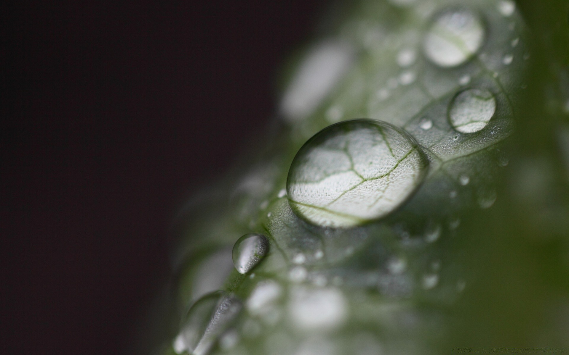 macro drop rain dew wet water droplet liquid purity bubble leaf clean flora clear nature freshness reflection raindrop garden close-up