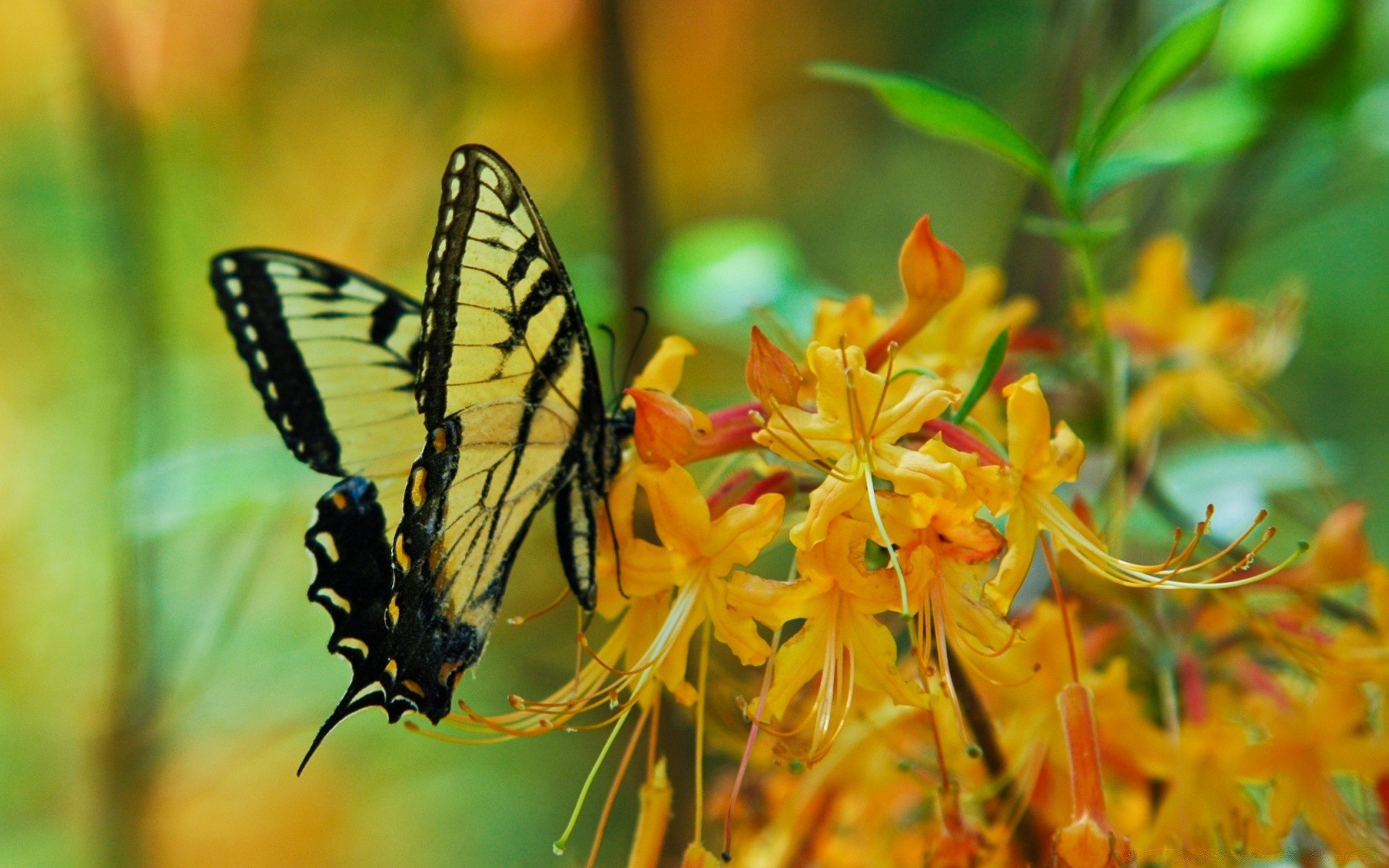 macro nature butterfly insect outdoors summer flower leaf garden flora bright tropical blur delicate invertebrate color fair weather