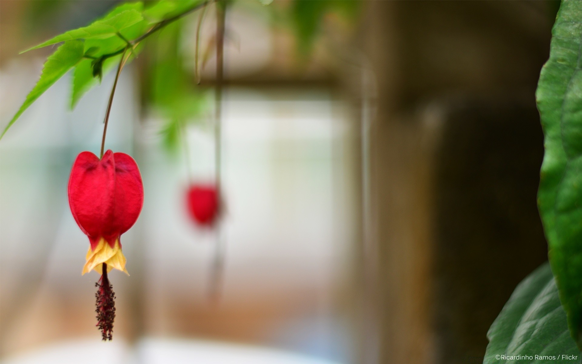 macro nature blur leaf outdoors wood flower summer food grow