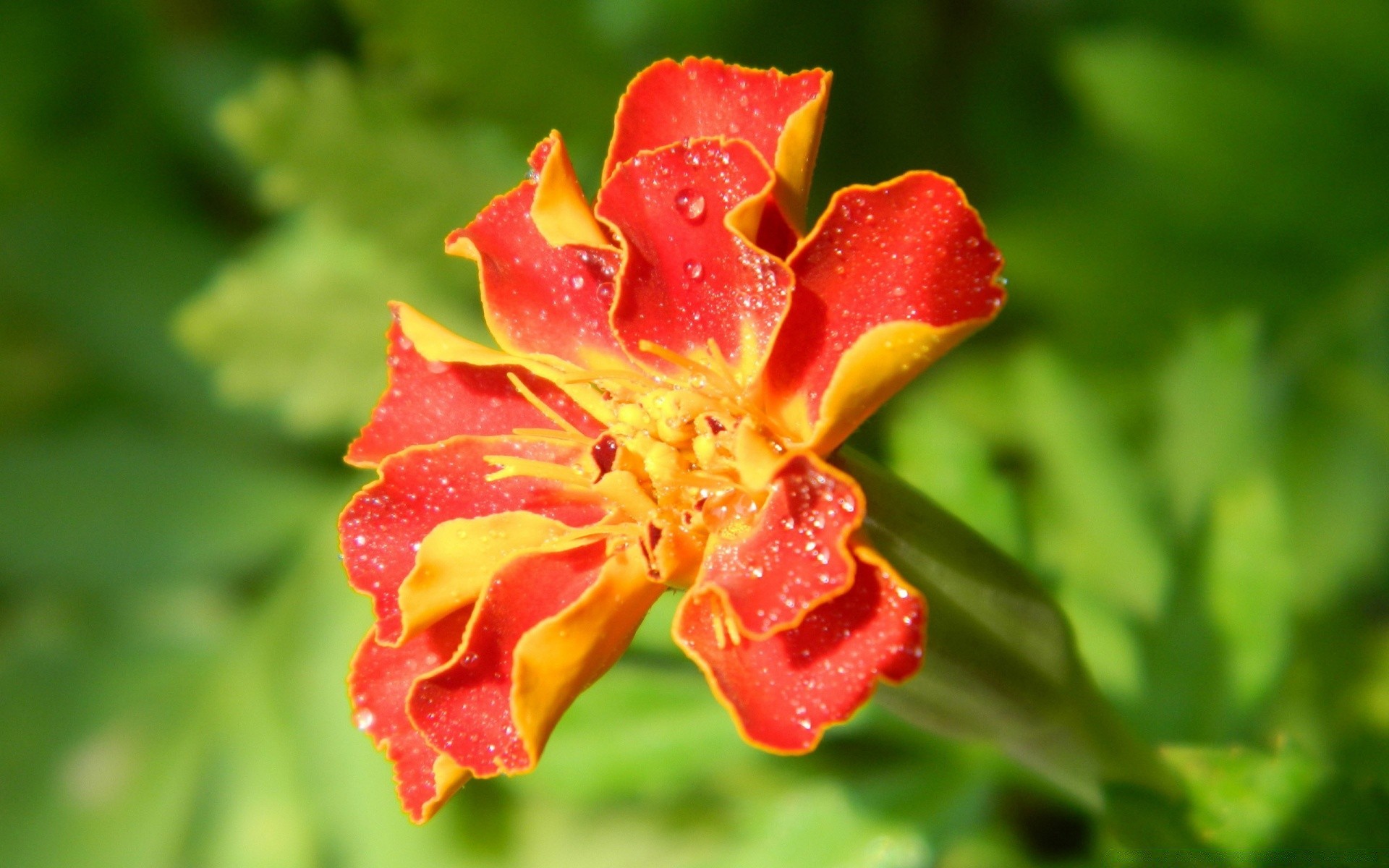 makro fotoğrafçılığı doğa çiçek flora yaprak bahçe yaz parlak açık havada yakın çekim renk petal büyüme çiçek çiçeklenme