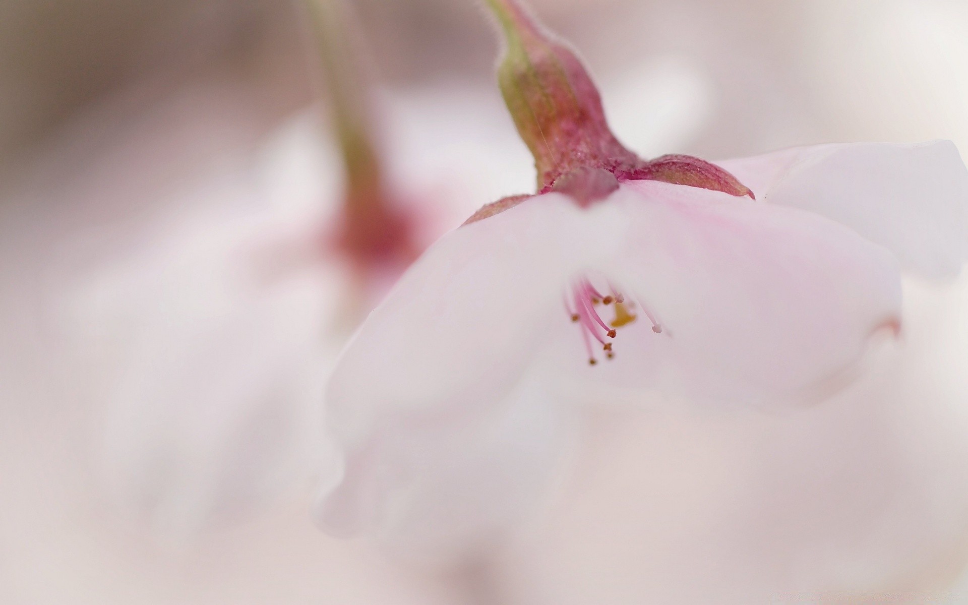 makro kwiat natura delikatny rozmycie liść na zewnątrz flora