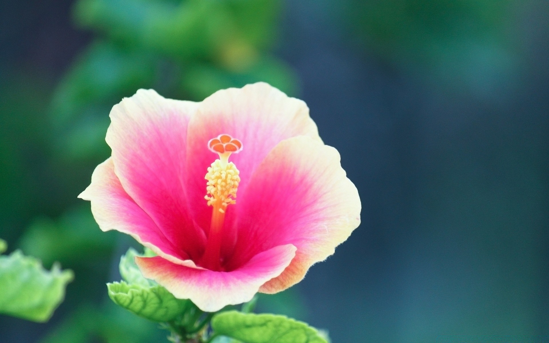 macro naturaleza flor hoja verano flora al aire libre tropical brillante desenfoque hibisco pétalo crecimiento polen delicado jardín