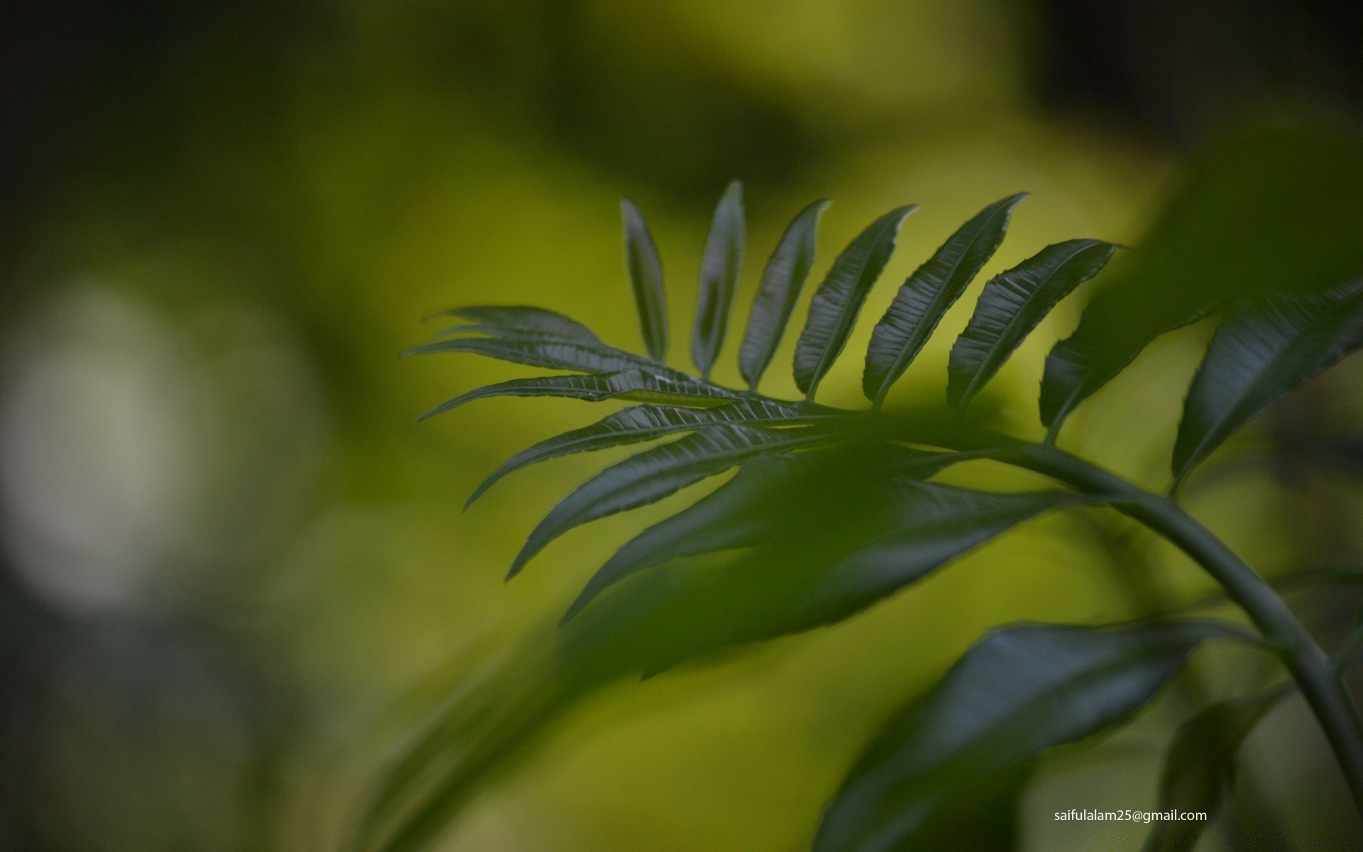 macro feuille nature flore flou croissance fern à l extérieur arbre luxuriante lumière été