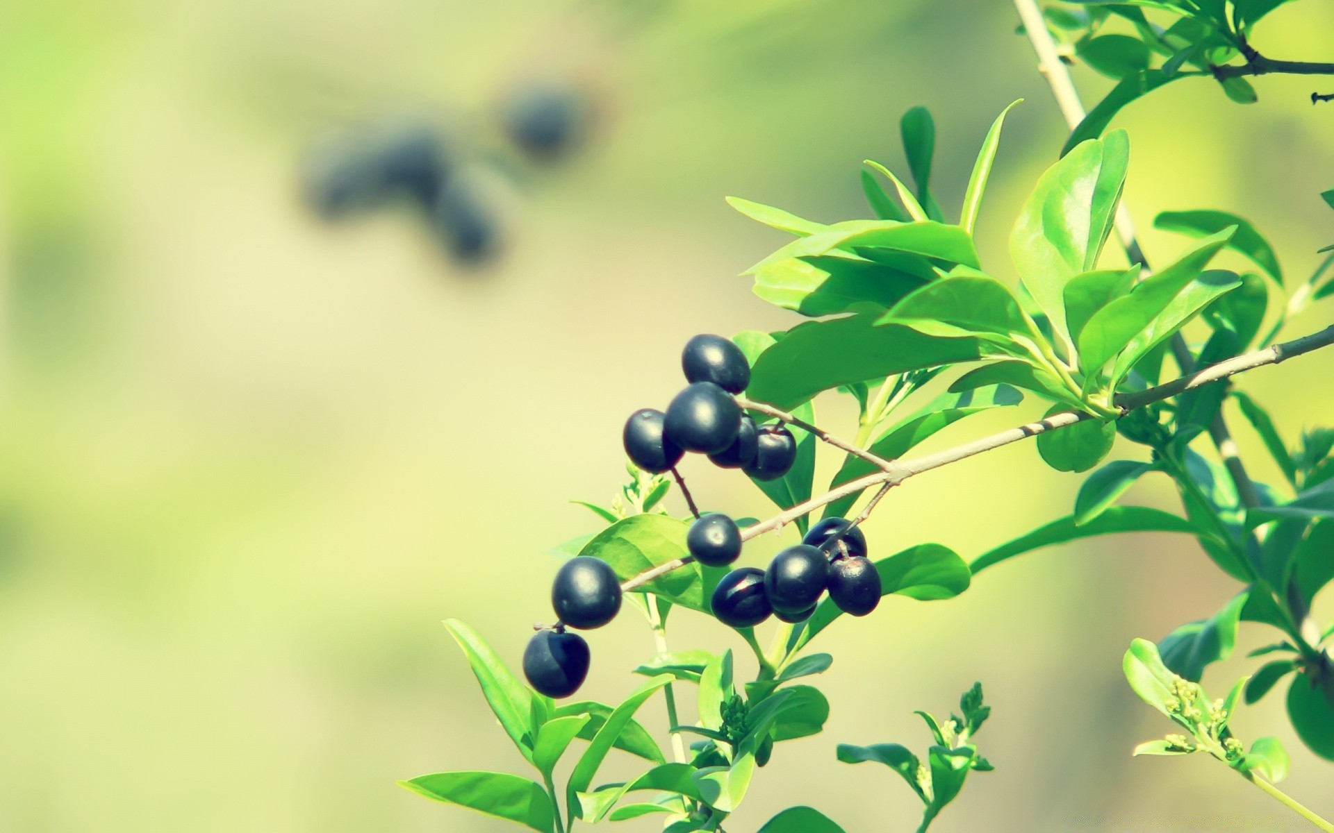 macro leaf nature flora summer growth branch blur garden outdoors health tree close-up freshness