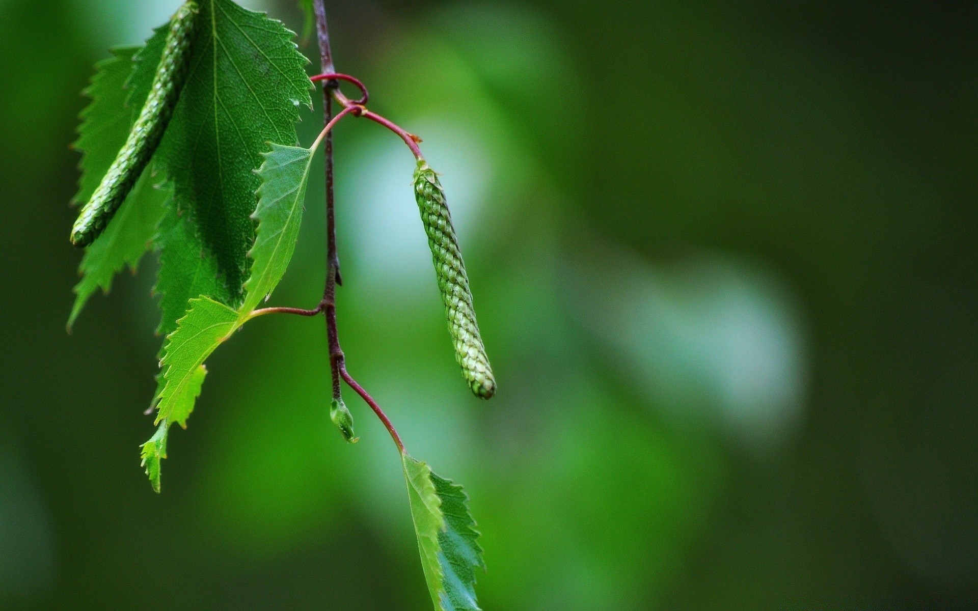 makro liść natura flora wzrost na zewnątrz ogród deszcz drzewo dof zbliżenie owad lato kolor środowiska