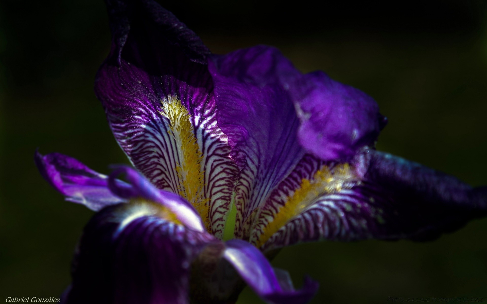 makro kwiat natura na zewnątrz flora ogród liść lato płatek kwiatowy bluming