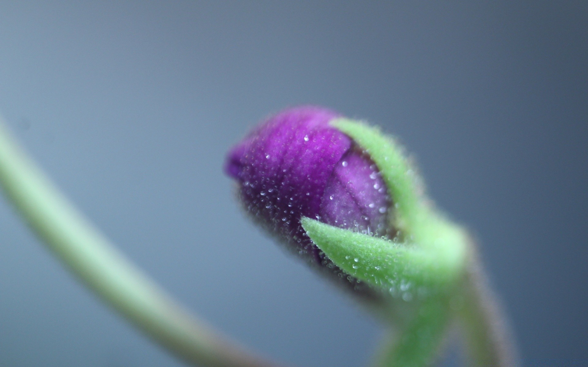 macro fleur flou nature pluie dof feuille couleur flore chute rosée jardin nature morte lumière