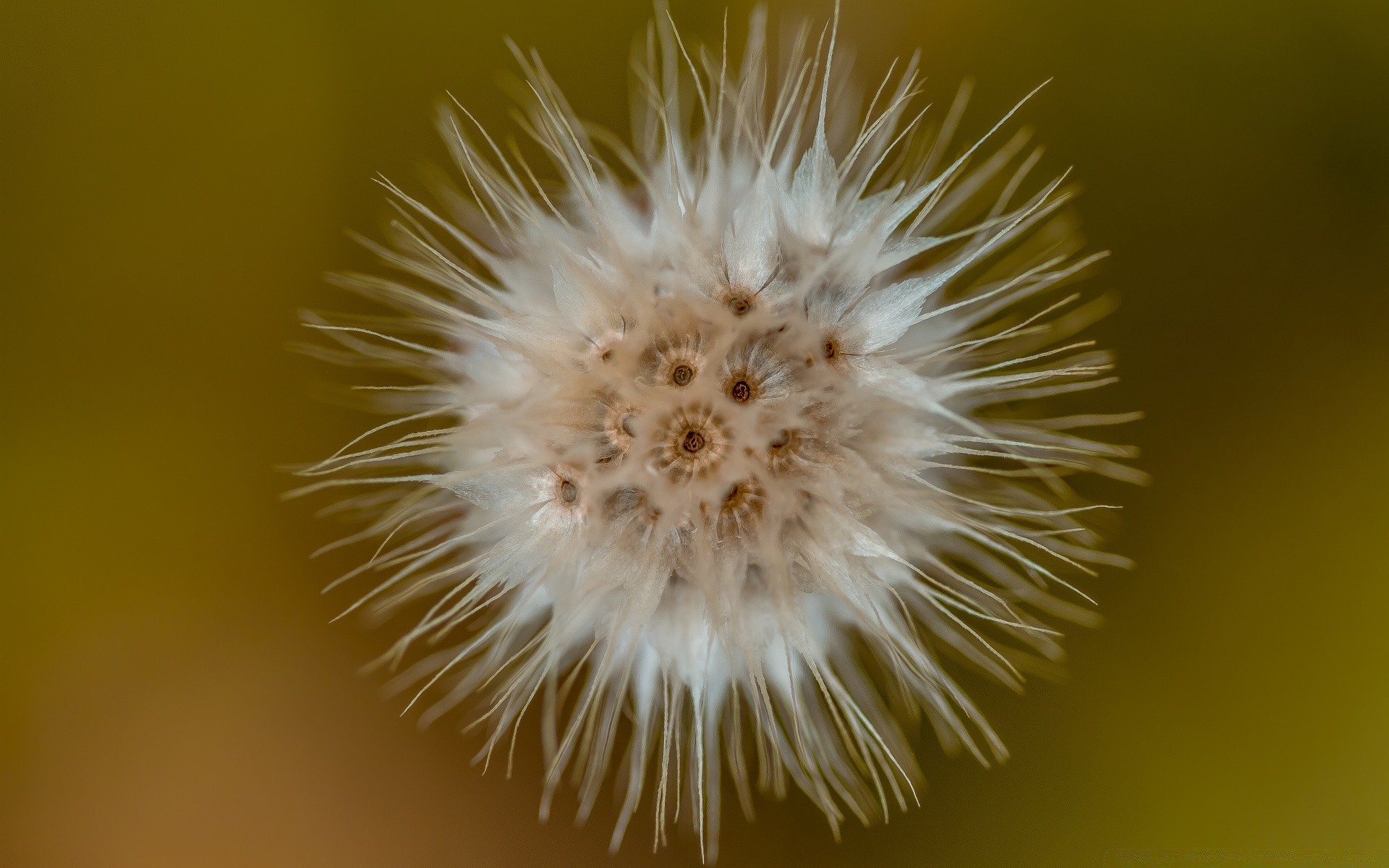 fotografia macro natureza flor flora crescimento cacto semente verão ao ar livre jardim dente de leão grama