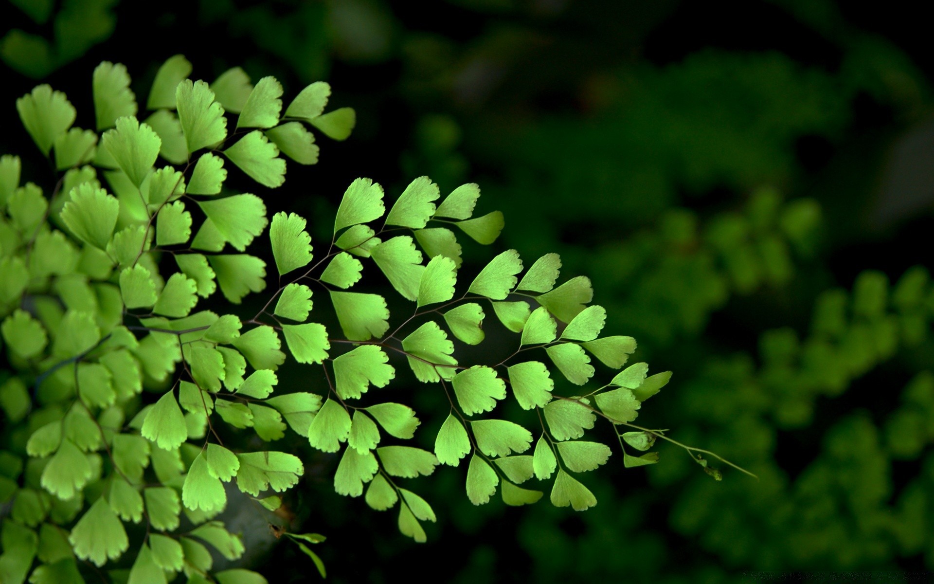 makro fotoğrafçılığı yaprak flora ağaç doğa ortamlar büyüme ahşap fern açık havada yakın çekim masaüstü bahçe yemyeşil şube