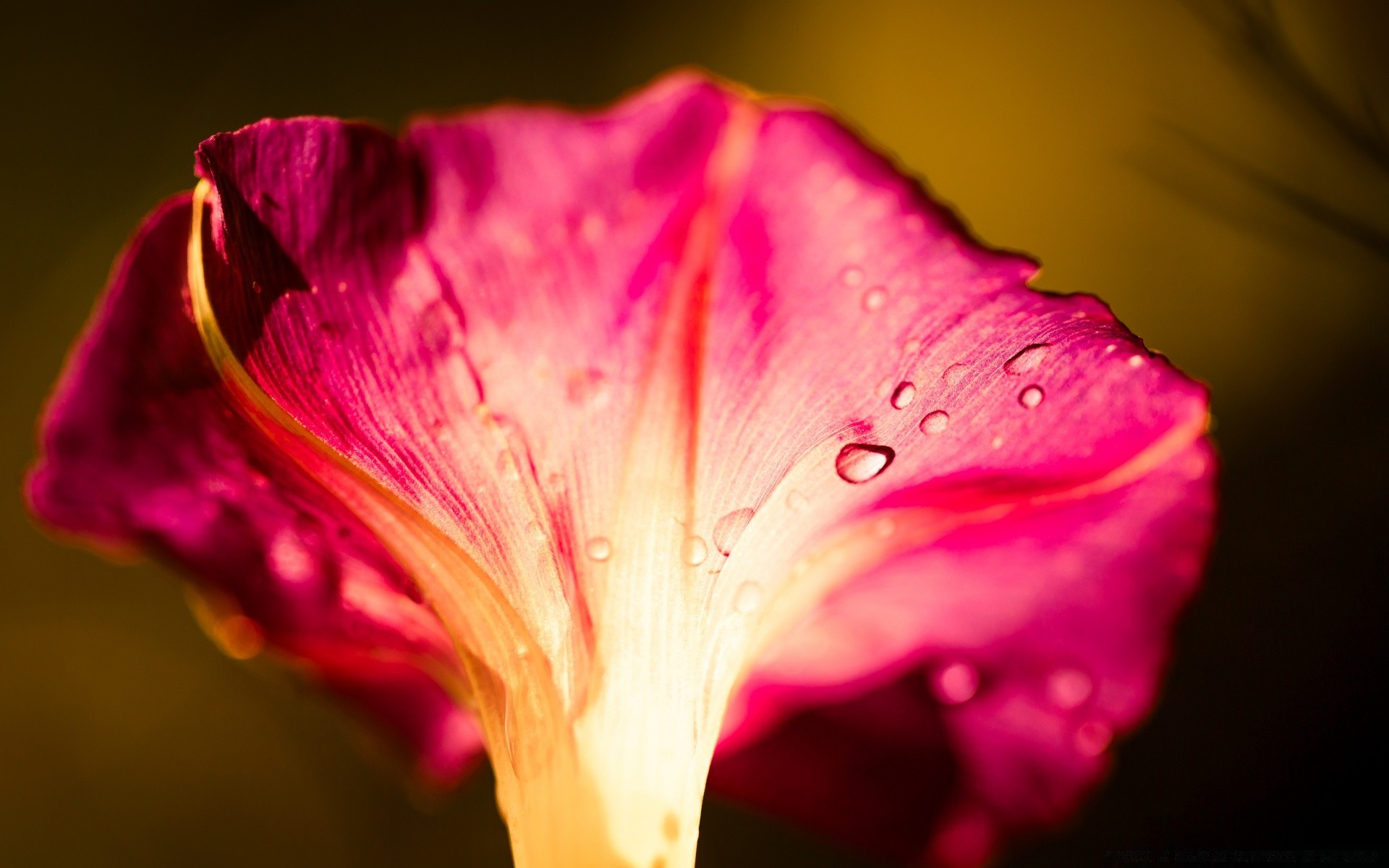 makro fotoğrafçılığı çiçek doğa flora yaprak renk bahçe yaz çiçek parlak çiy petal aşk gül güzel düğün çiçeklenme lale dof