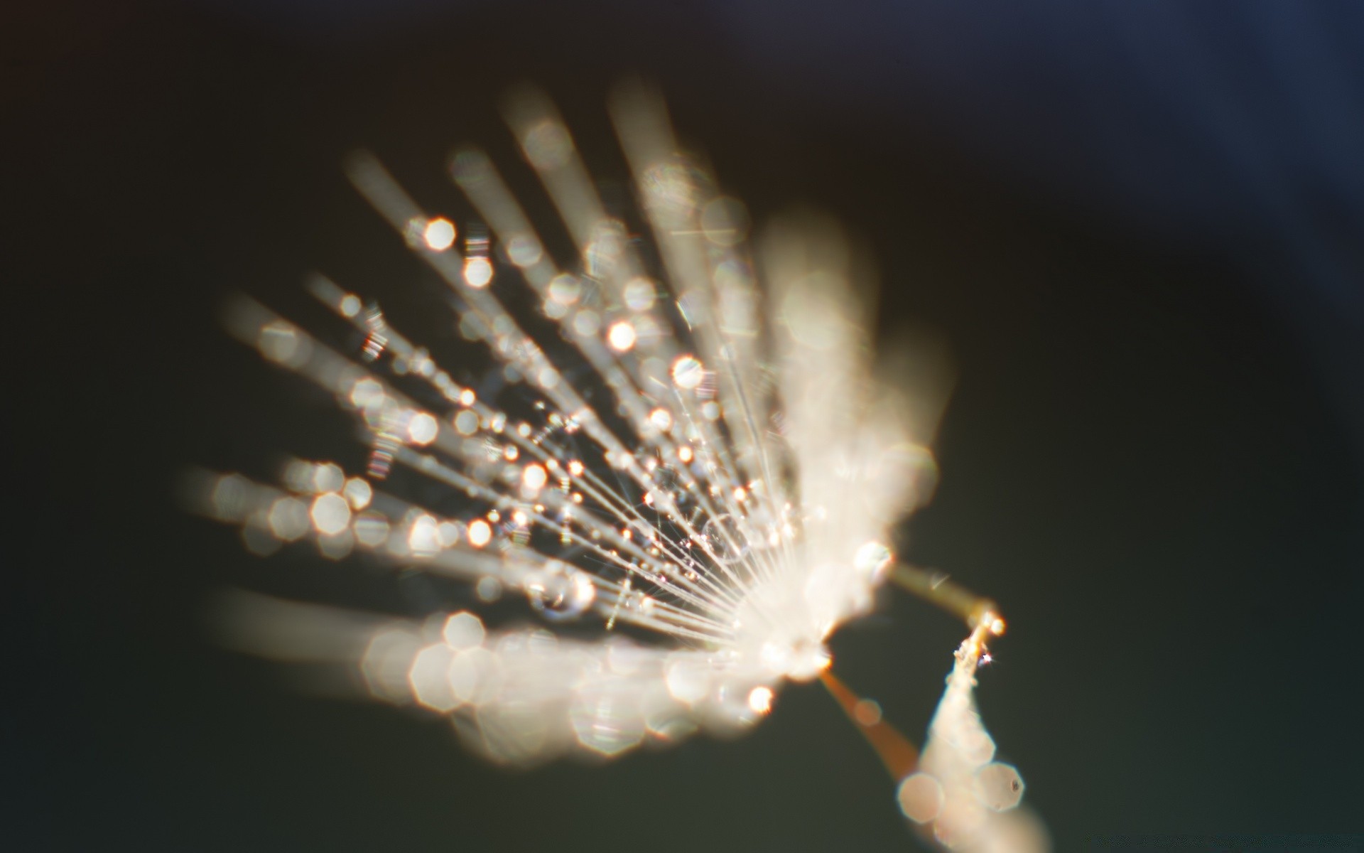 macro blur christmas festival still life light celebration winter dof monochrome