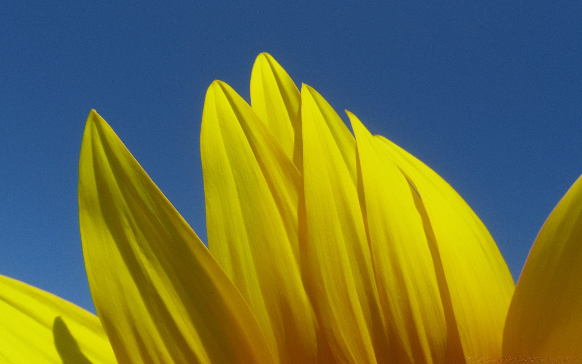 makroaufnahme natur blume hell sommer flora wachstum farbe gutes wetter sonne blatt garten im freien