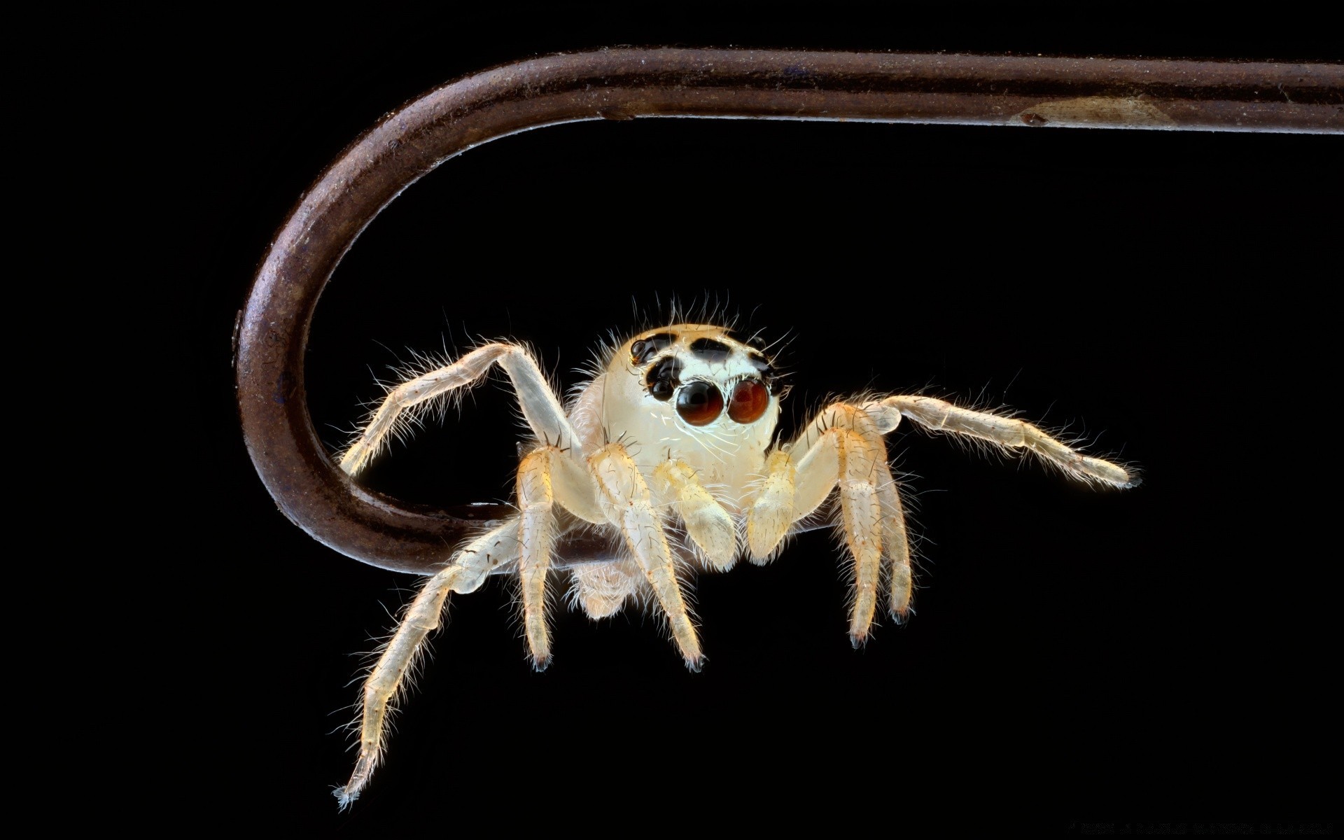 macro aranha inseto aracnídeo animal peludo natureza vida selvagem assustador invertebrados perigo close-up