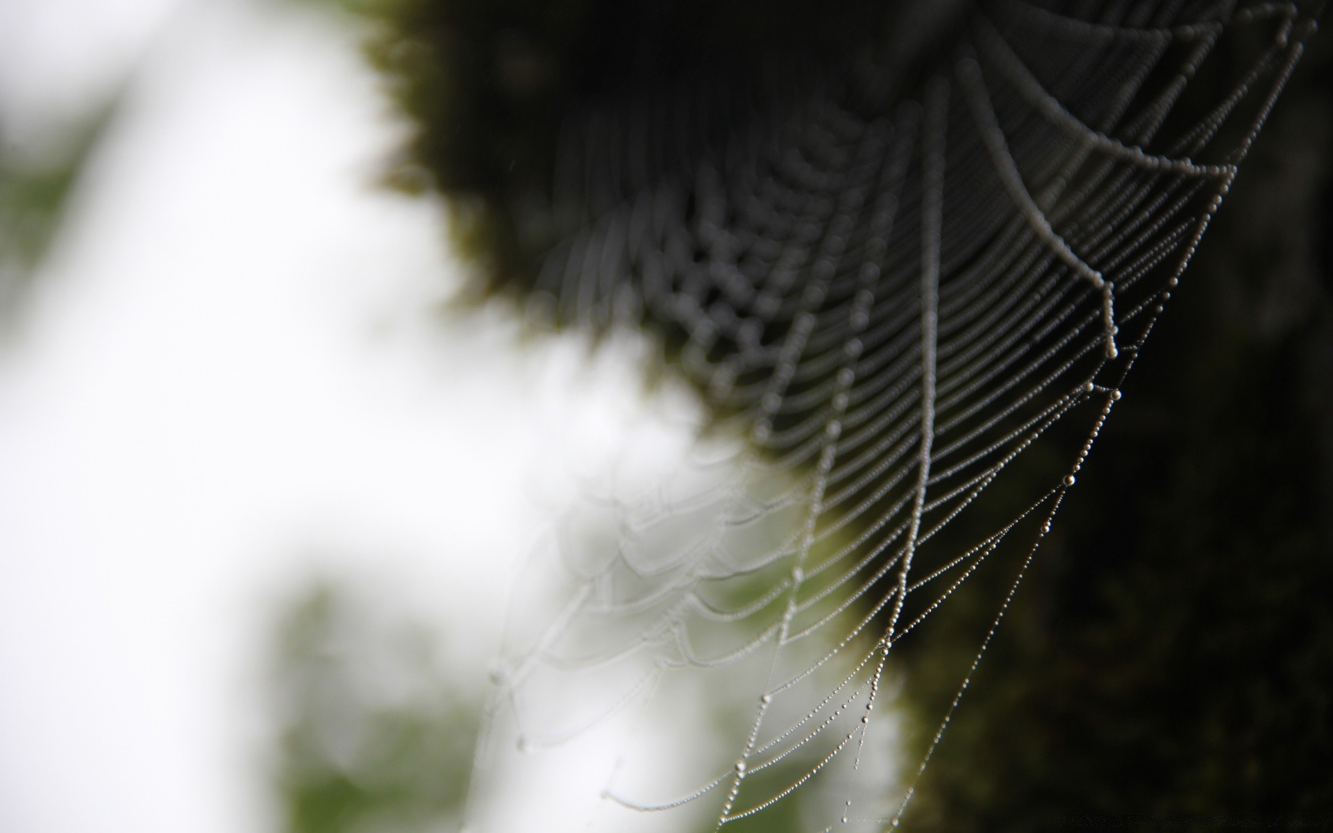 macro spider spiderweb nature arachnid insect cobweb outdoors animal wildlife trap dew desktop web monochrome summer blur close-up garden