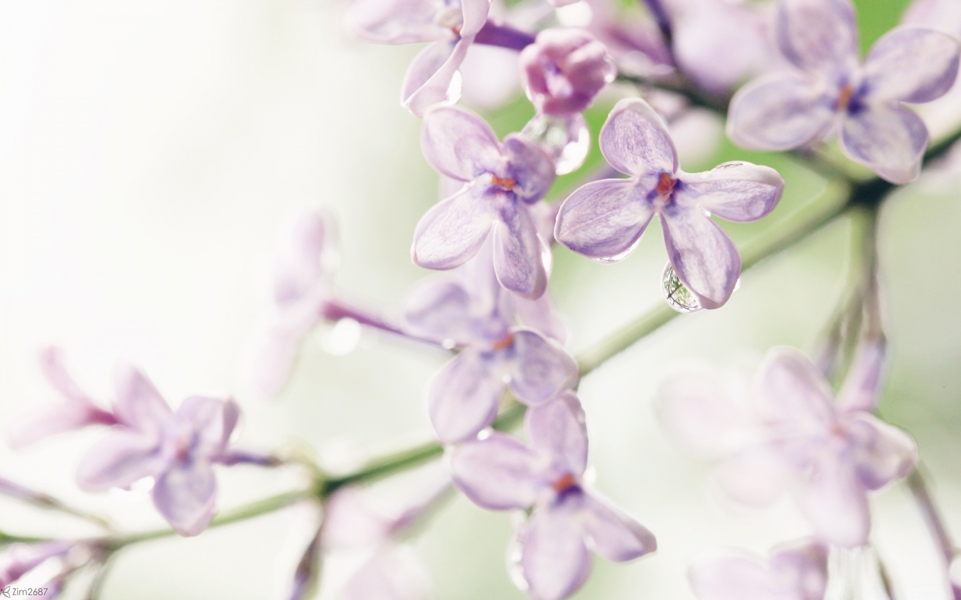 macro natureza flor flora folha delicado verão pétala jardim floral lavanda violet bonita close-up crescimento cor blooming brilhante