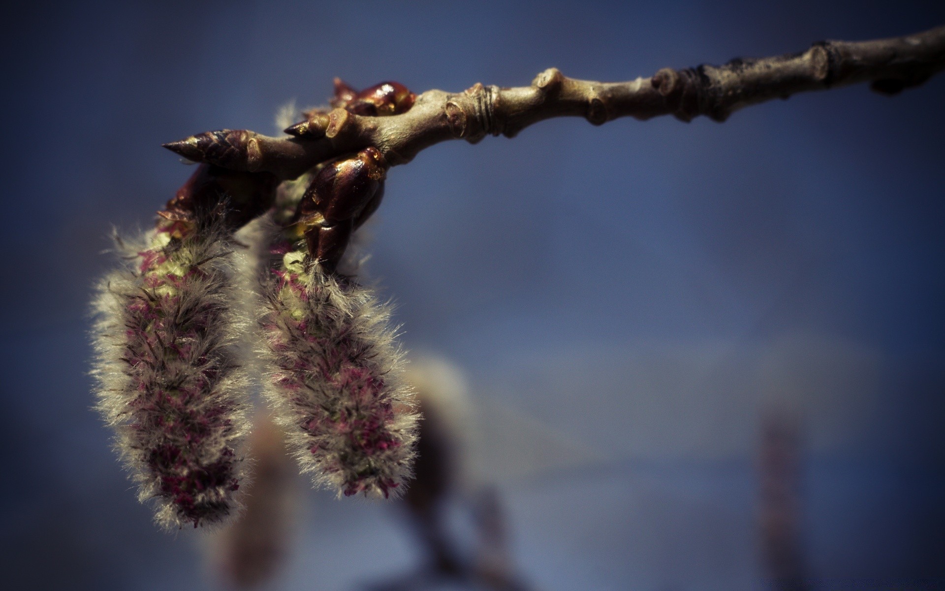 macro inverno all aperto albero natura cielo foglia fiore gatto ramo crescita sfocatura autunno bel tempo sole