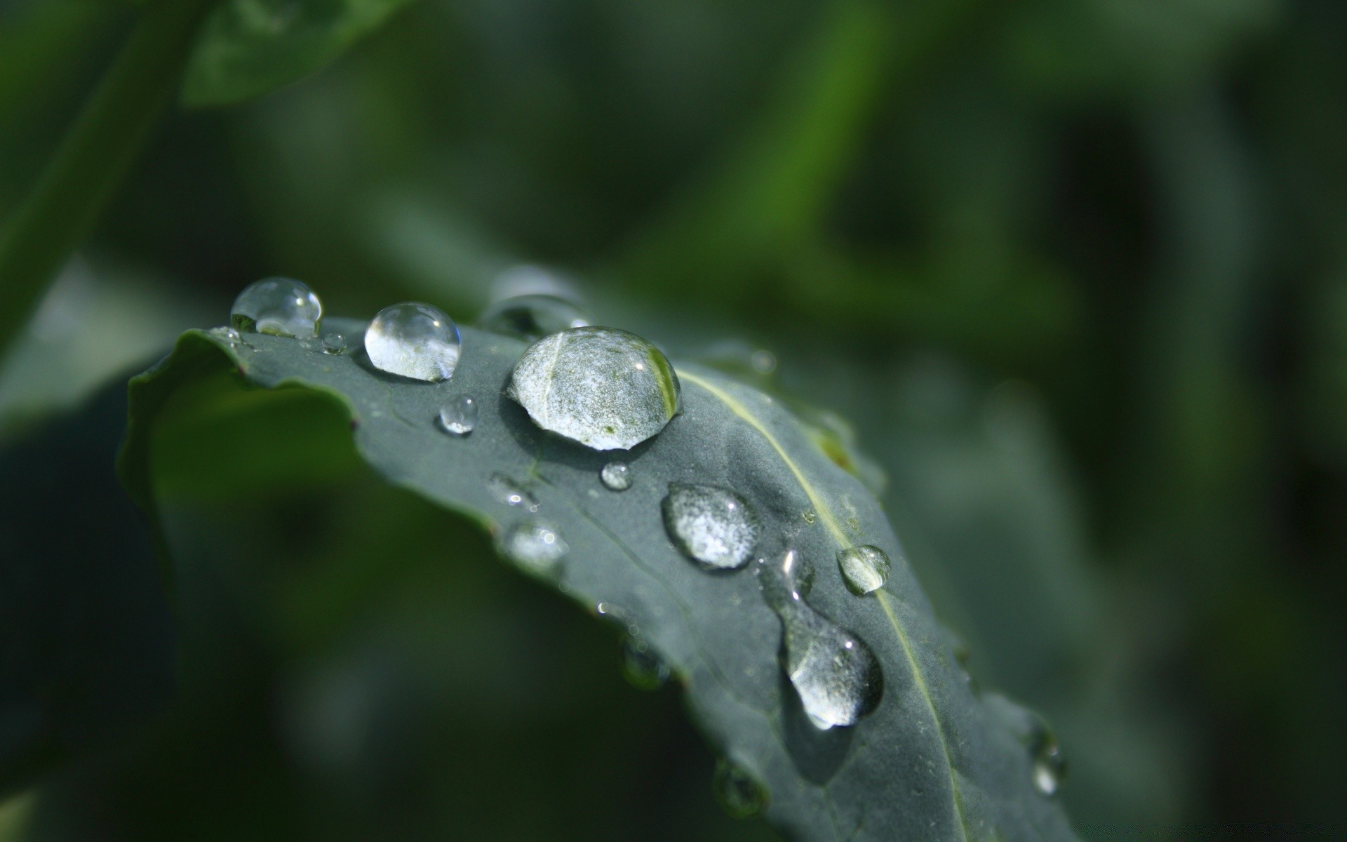 macro chuva queda orvalho gotas água molhado folha limpo gotas flora natureza líquido crescimento limpo frescor claro close-up jardim dof