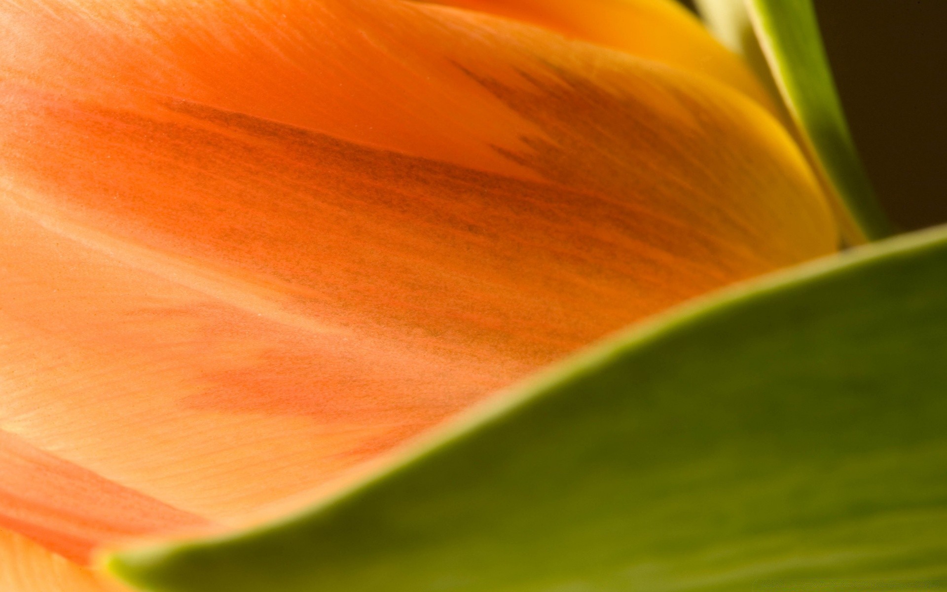 macro flor natureza tulipa cor brilhante jardim folha flora verão abstrato pétala delicado