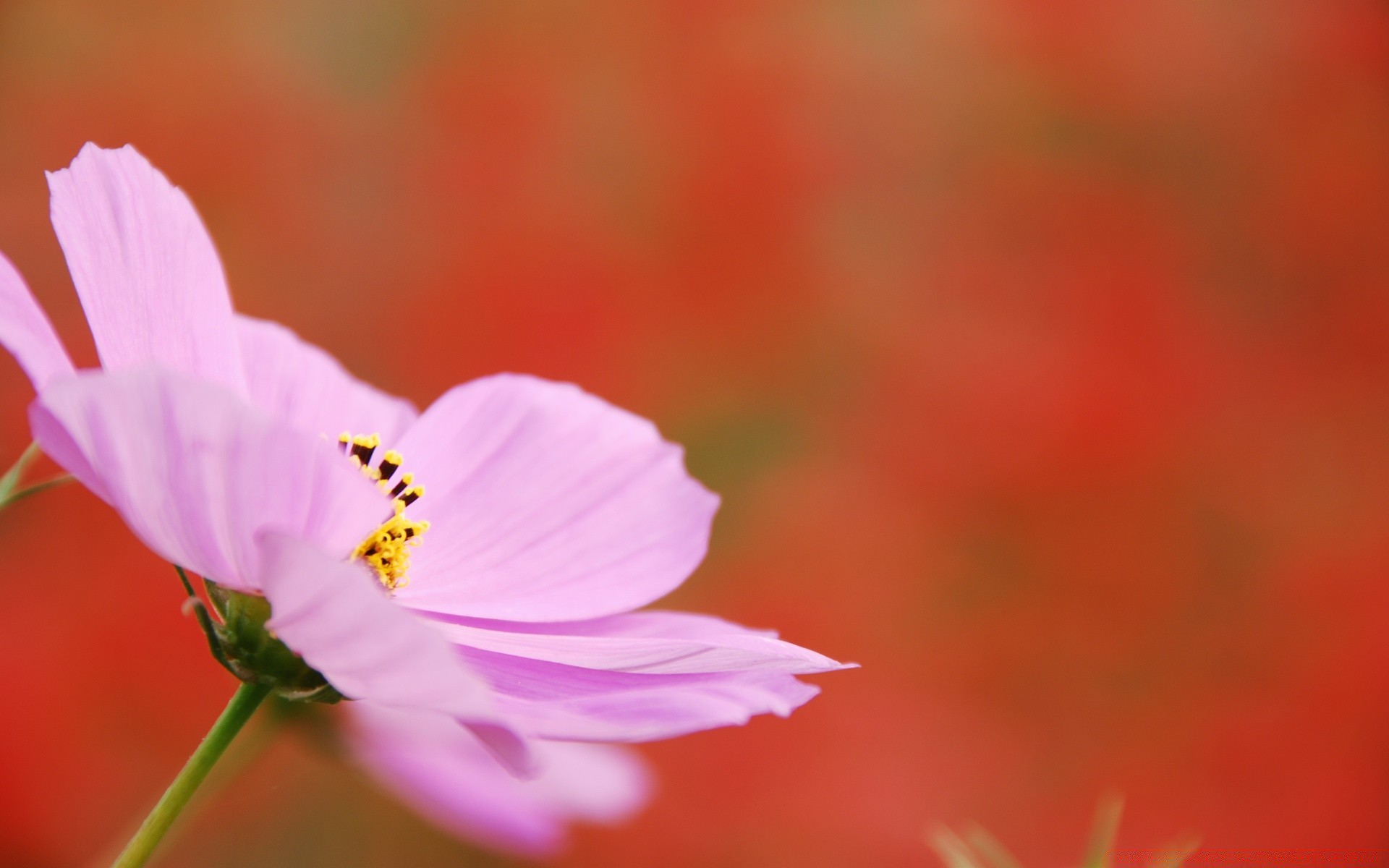 makro fotoğrafçılığı doğa çiçek yaz bulanıklık açık havada yaprak güzel hava büyüme parlak dof flora güneş nazik