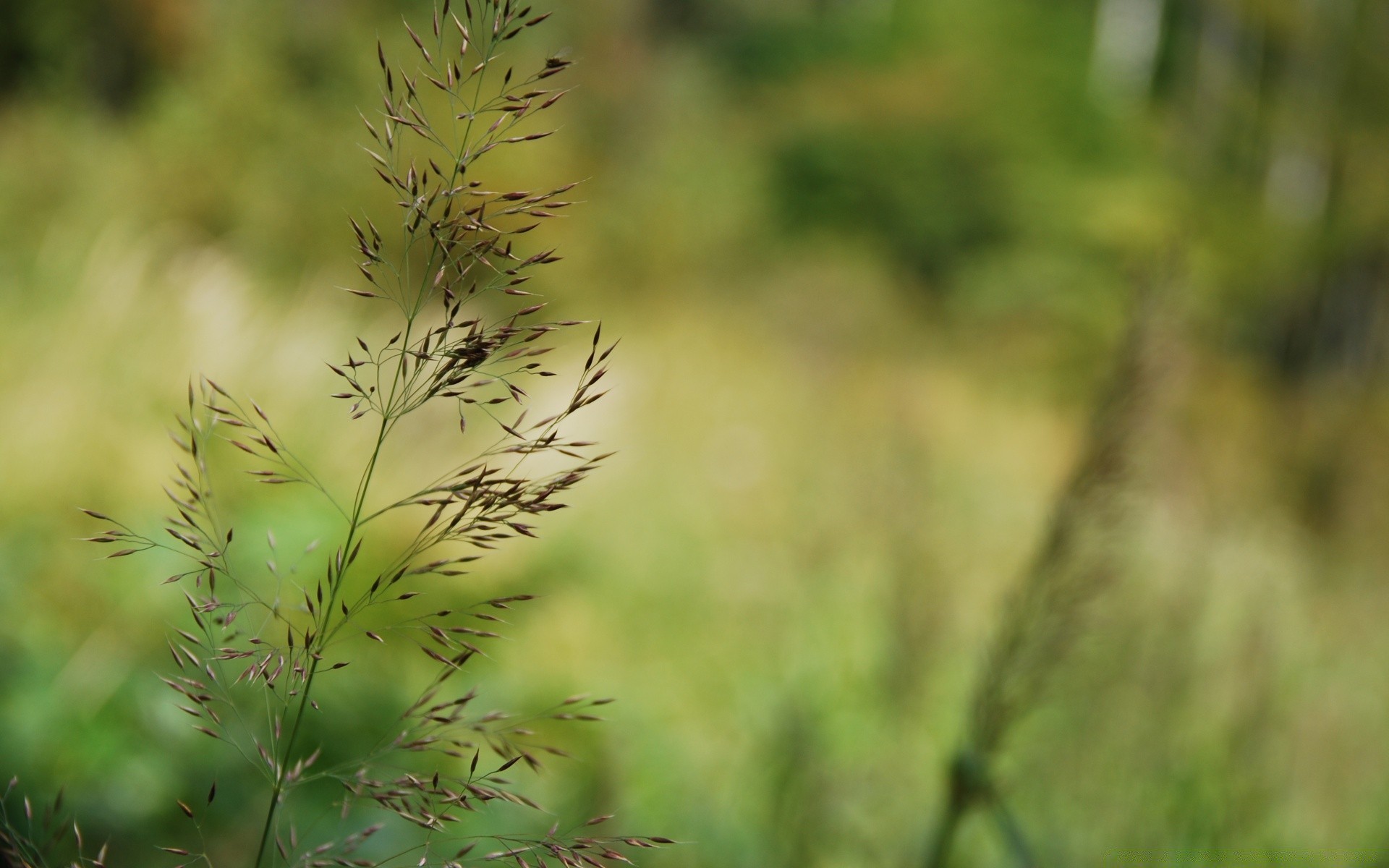 makro natura liść trawa flora wzrost lato na zewnątrz drewno dobra pogoda ogród jasne środowisko słońce drzewo