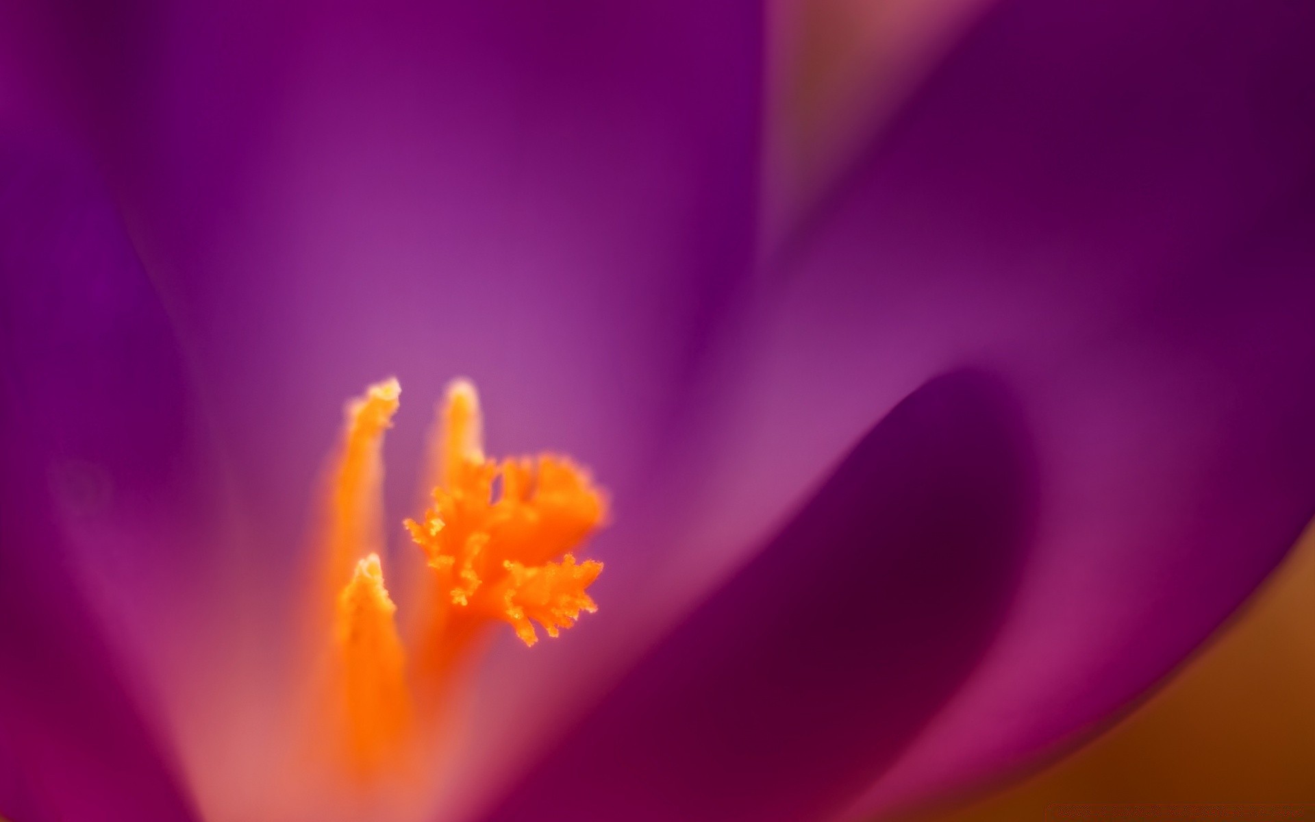 makro fotoğrafçılığı çiçek bulanıklık renk doğa narin parlak flora