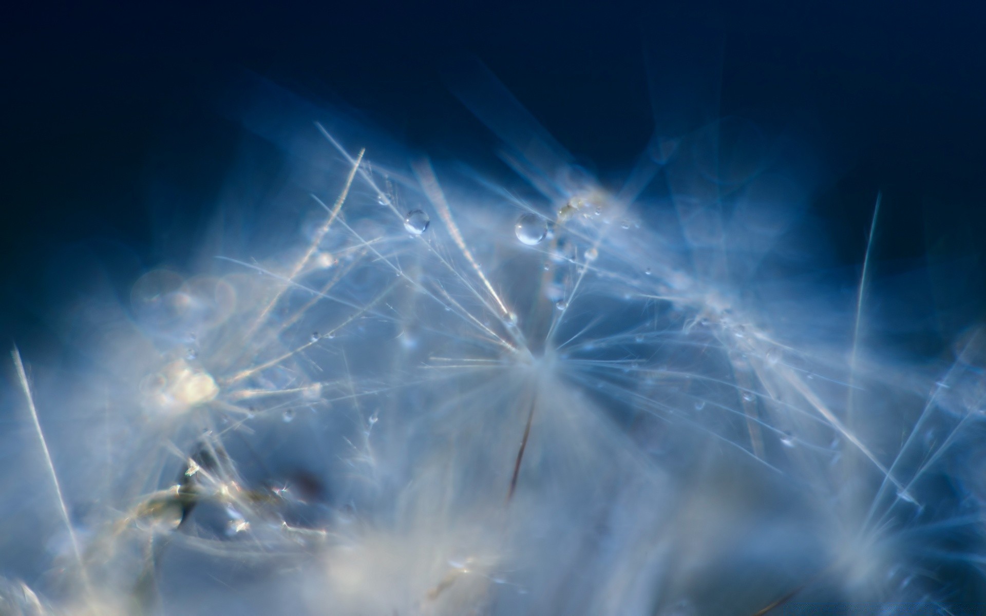 macro luz festival abstracto cielo brillante flash naturaleza sol diente de león fuegos artificiales escritorio buen tiempo paisaje