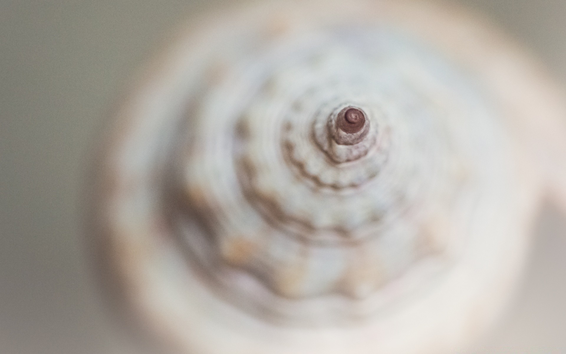 makro fotoğrafçılığı bulanıklık yakın çekim masaüstü odak yuvarlak sarmal yanında deniz hayvanı kabuğu deniz kabukları gıda renk