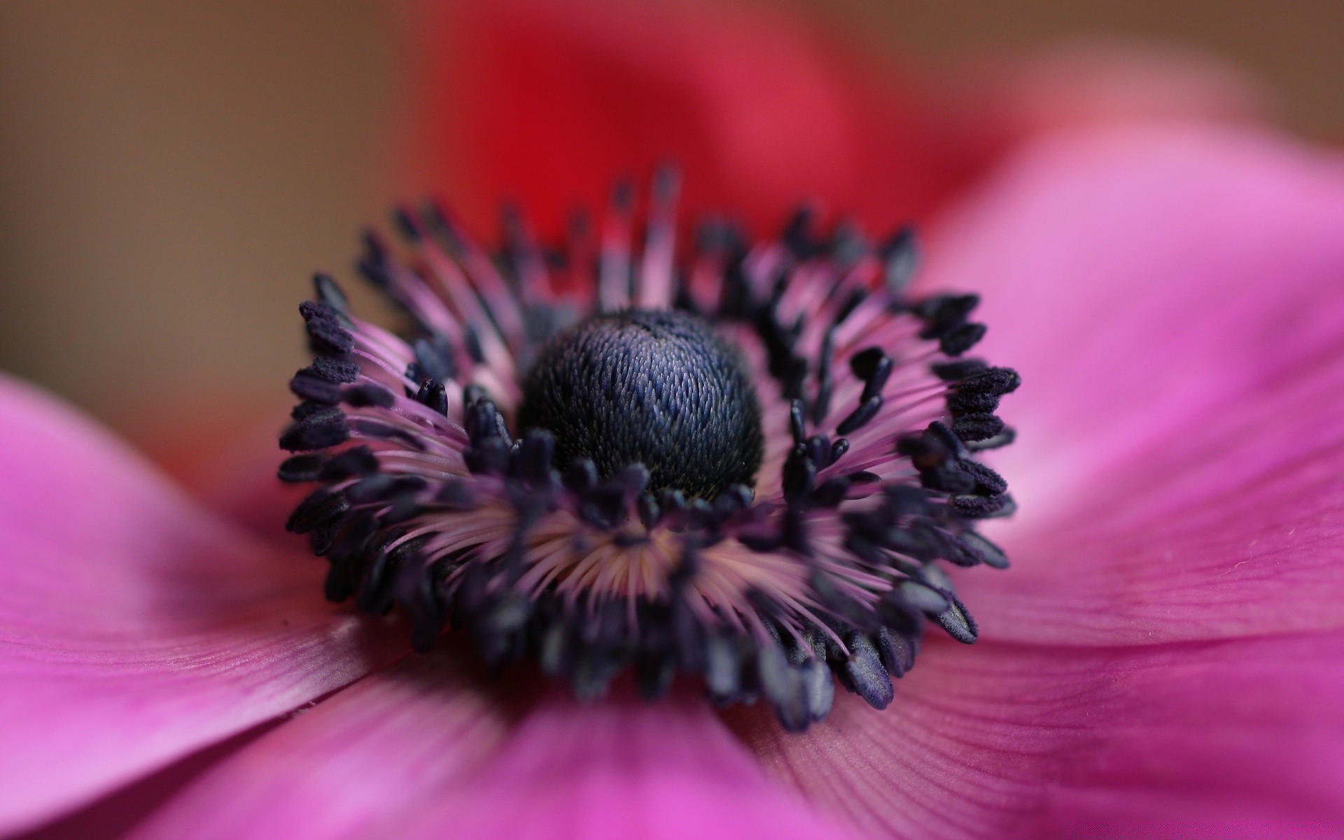 macro fiore natura flora close-up giardino bella petalo polline estate colore fioritura luminoso sfocatura floreale perenne delicato foglia desktop