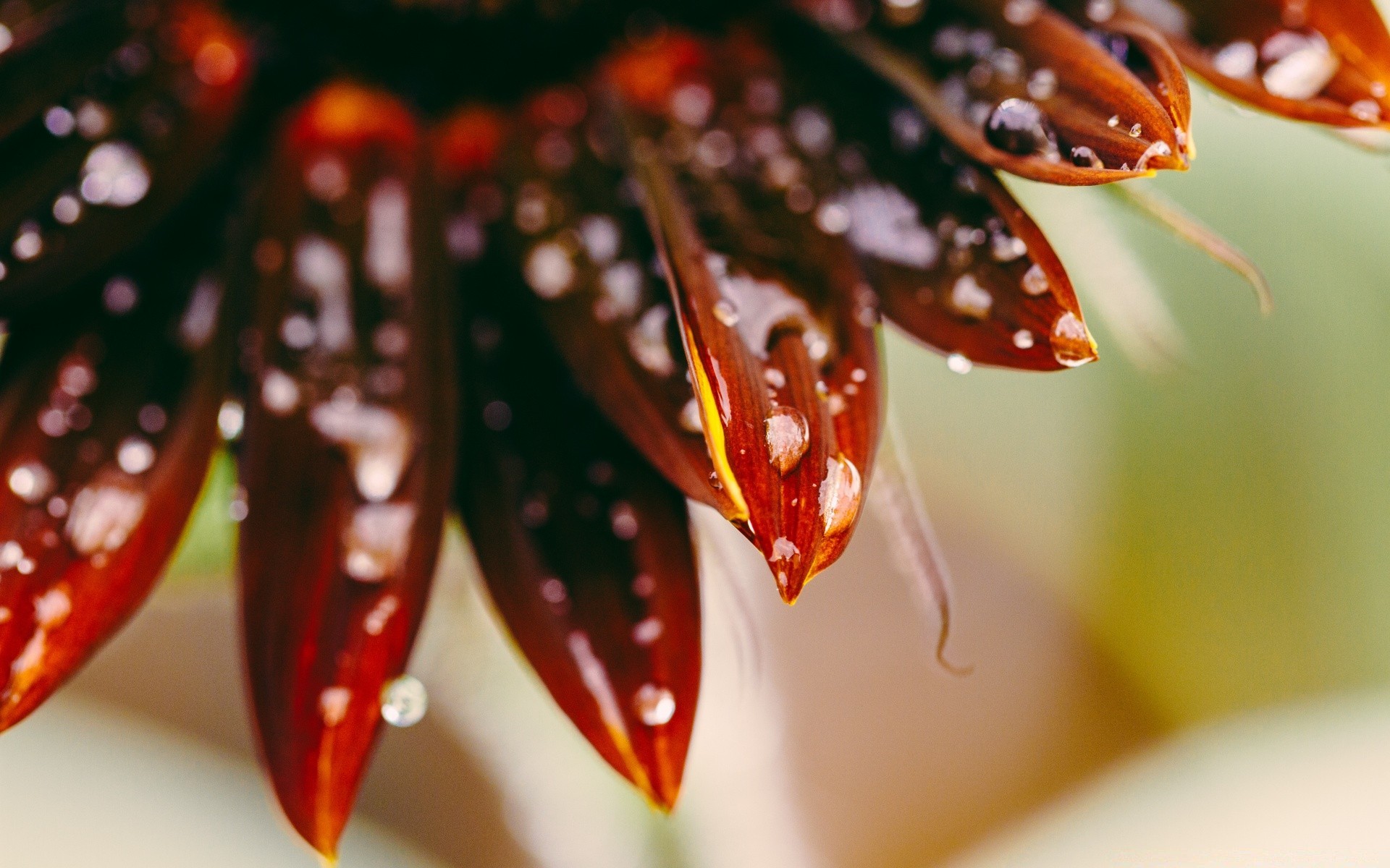 makroaufnahme farbe natur hell schließen blatt desktop flora schön blume