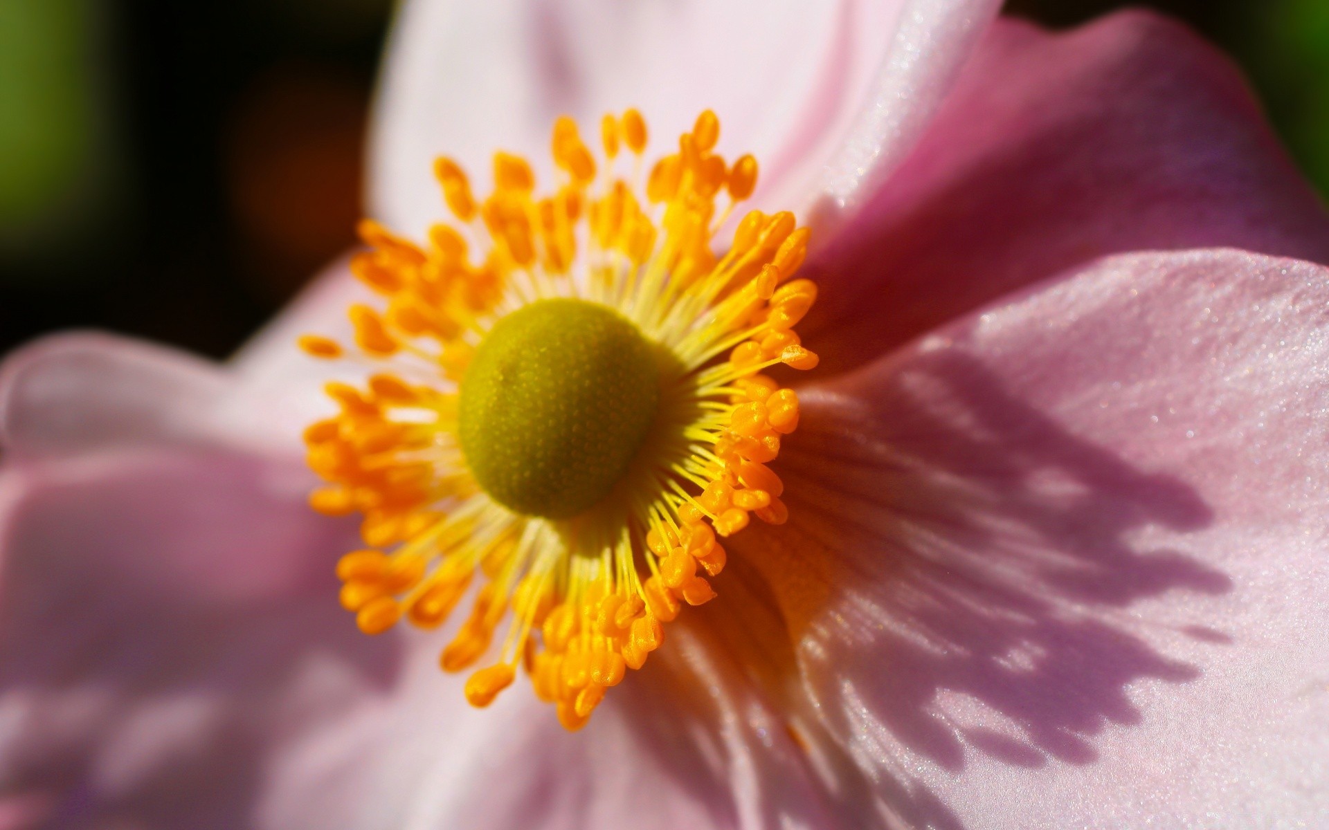 makro kwiat natura flora kolor ogród pyłek jasny płatek zbliżenie delikatny liść lato rozmycie